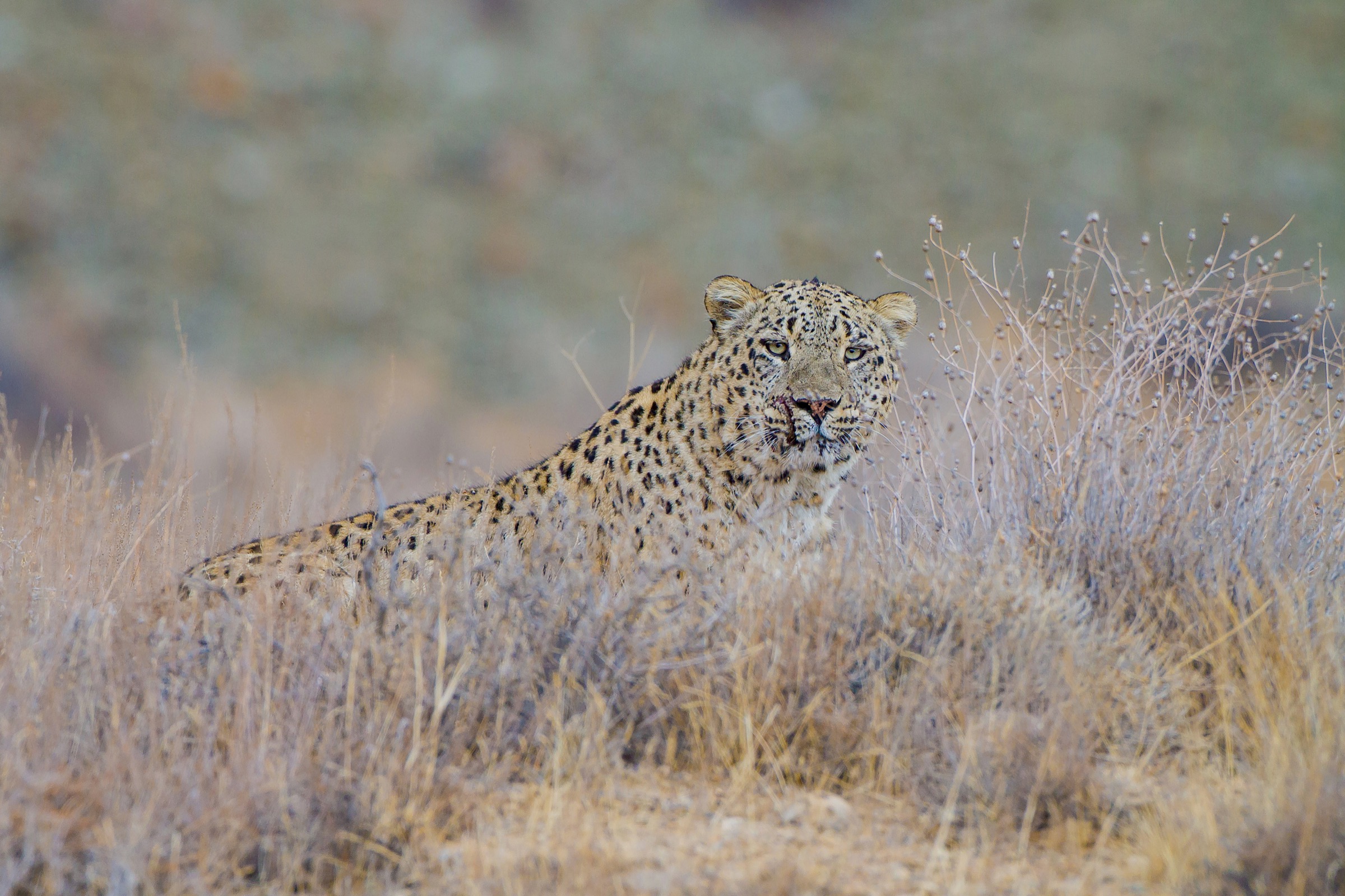 A male Persian leopard (Panthera pardus saxicolor) surveys its territory in Iran’s Golestan National Park. Photograph by Behzad Farahanchi