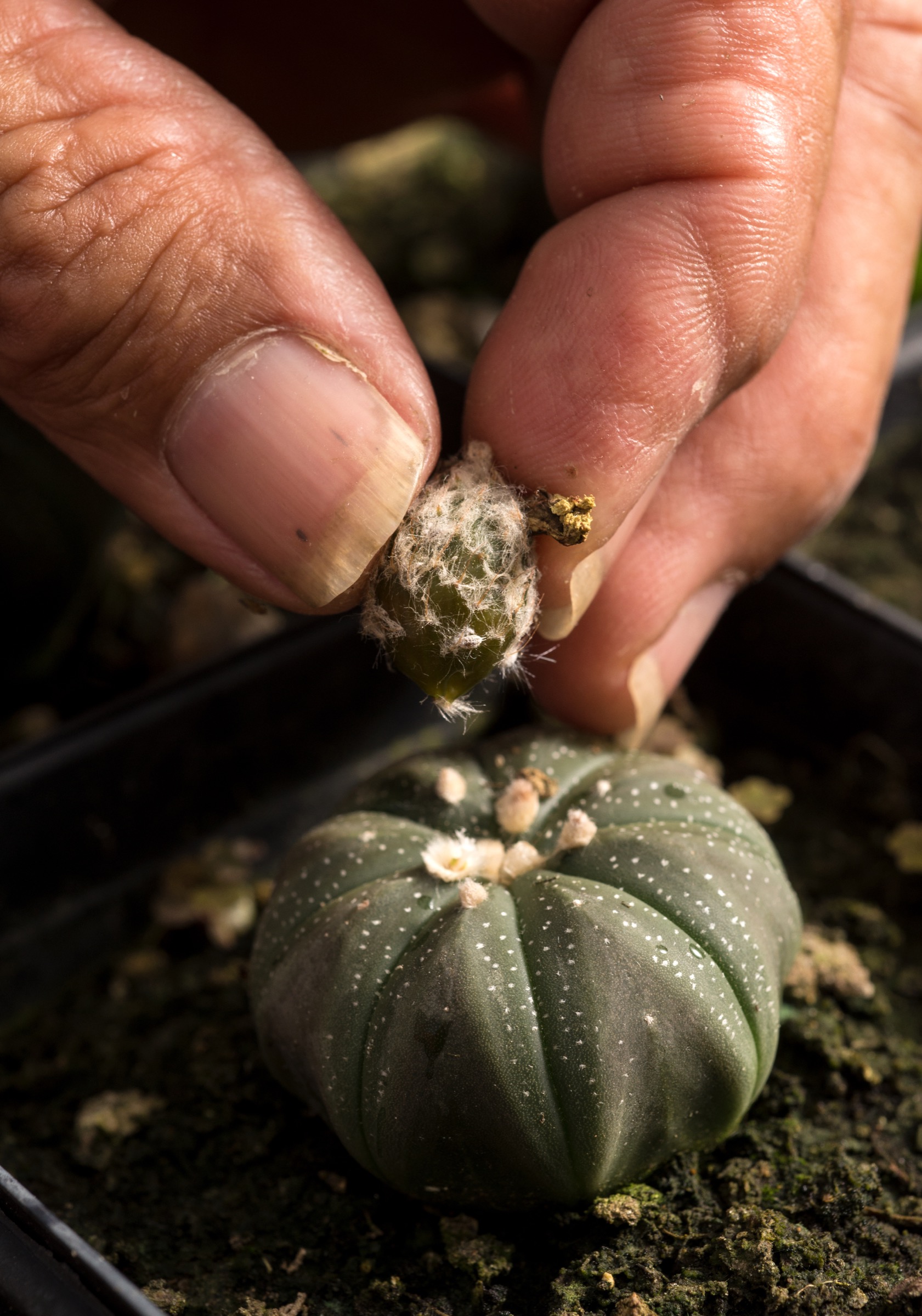 Benito Treviño plucks a seed pod from an endangered star cactus (Astrophytum asterias) that he has cross-pollinated in his native plant nursery.