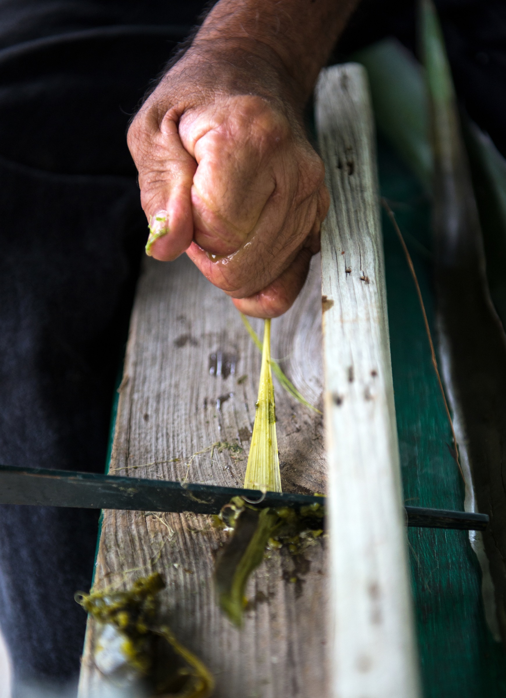During one of the native plant tours he conducts at Rancho Lomitas, Benito Treviño strips the fibers from a yucca leaf, demonstrating how borderland settlers, including his own family, made rope from the plant.