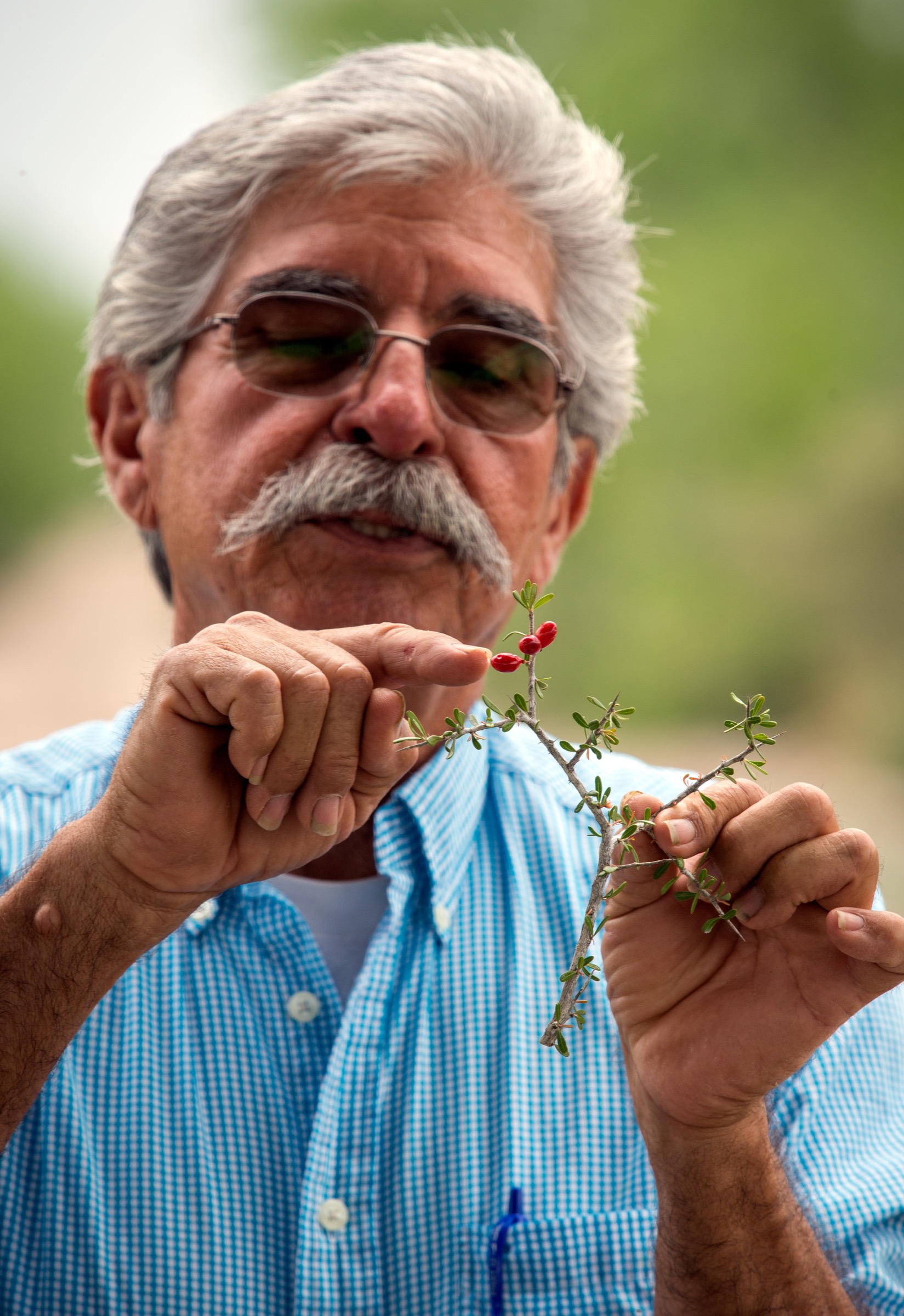 Benito Treviño points out the bitter berries of the amargosa, or all-thorn goatbush (Castela erecta texana), that his family boiled in water, creating a drink used to cure amoebic dysentery.