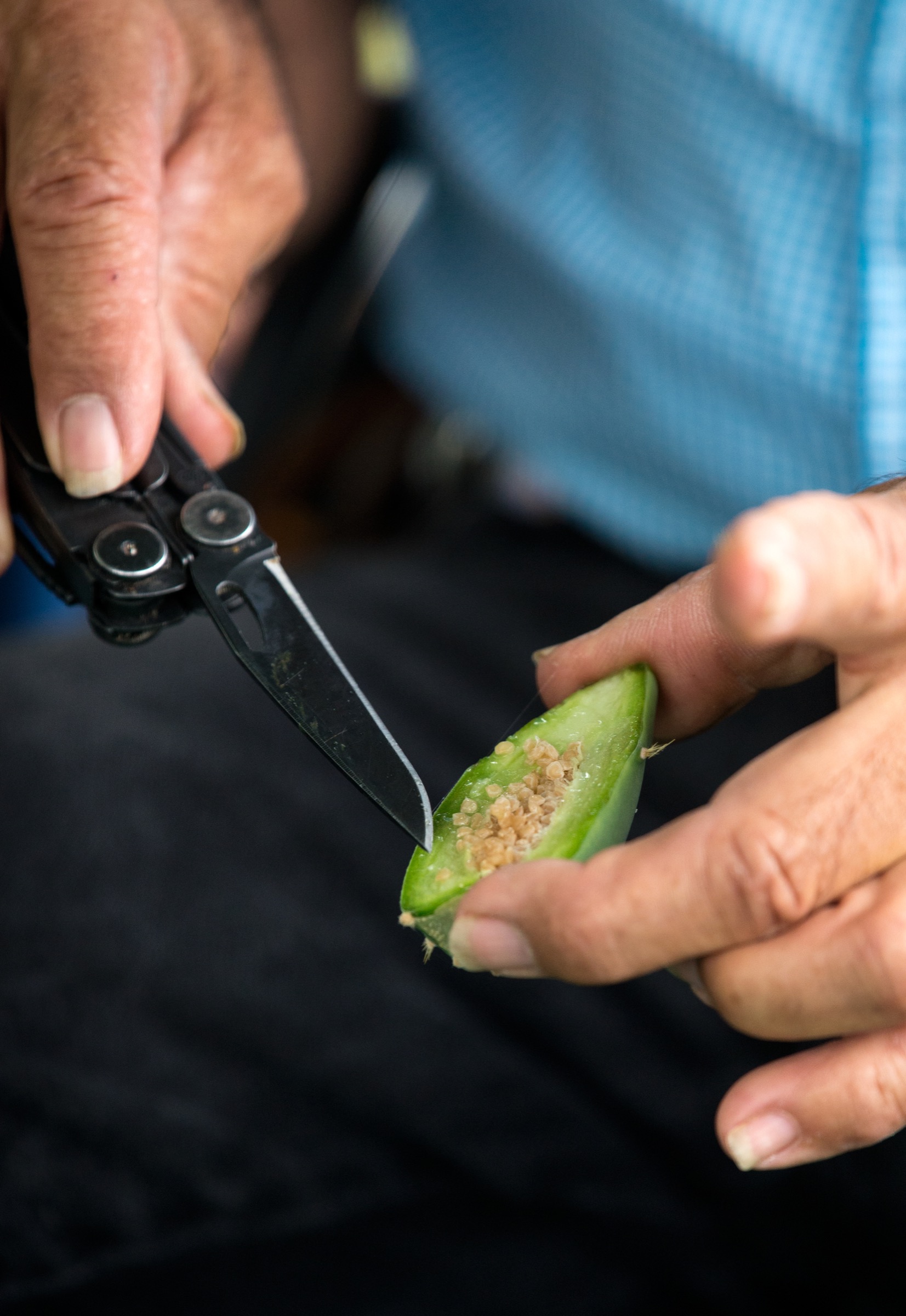 The inside of an unripe tuna, the fruit of a prickly pear cactus. When the fruit ripens, turning a vibrant red, Benito Treviño and his wife, Toni, harvest and juice it to make a sweet, pink drink to share with guests on the native plant tour.