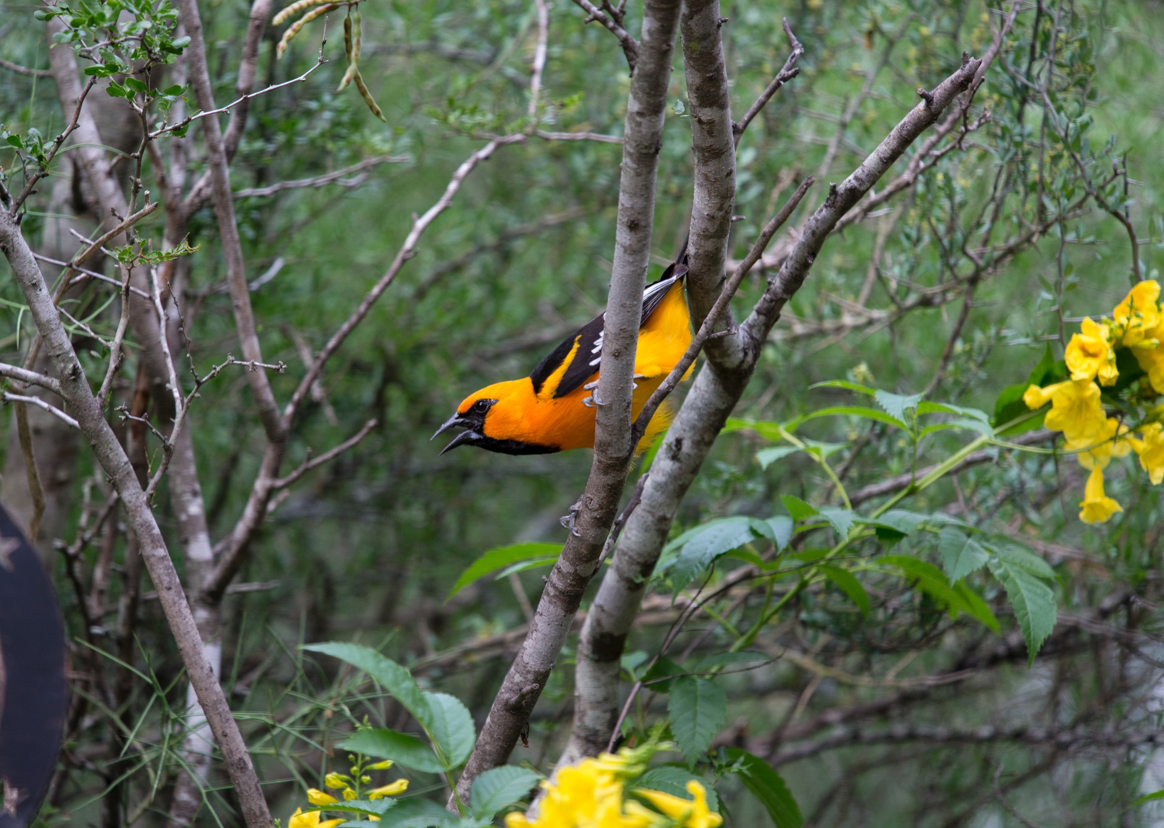 Rancho Lomitas's abundant native vegetation, along with feeders that Benito Treviño maintains, support a diversity of local fauna, including a recorded 180 bird species, among them the Altamira oriole (Icterus gularis).