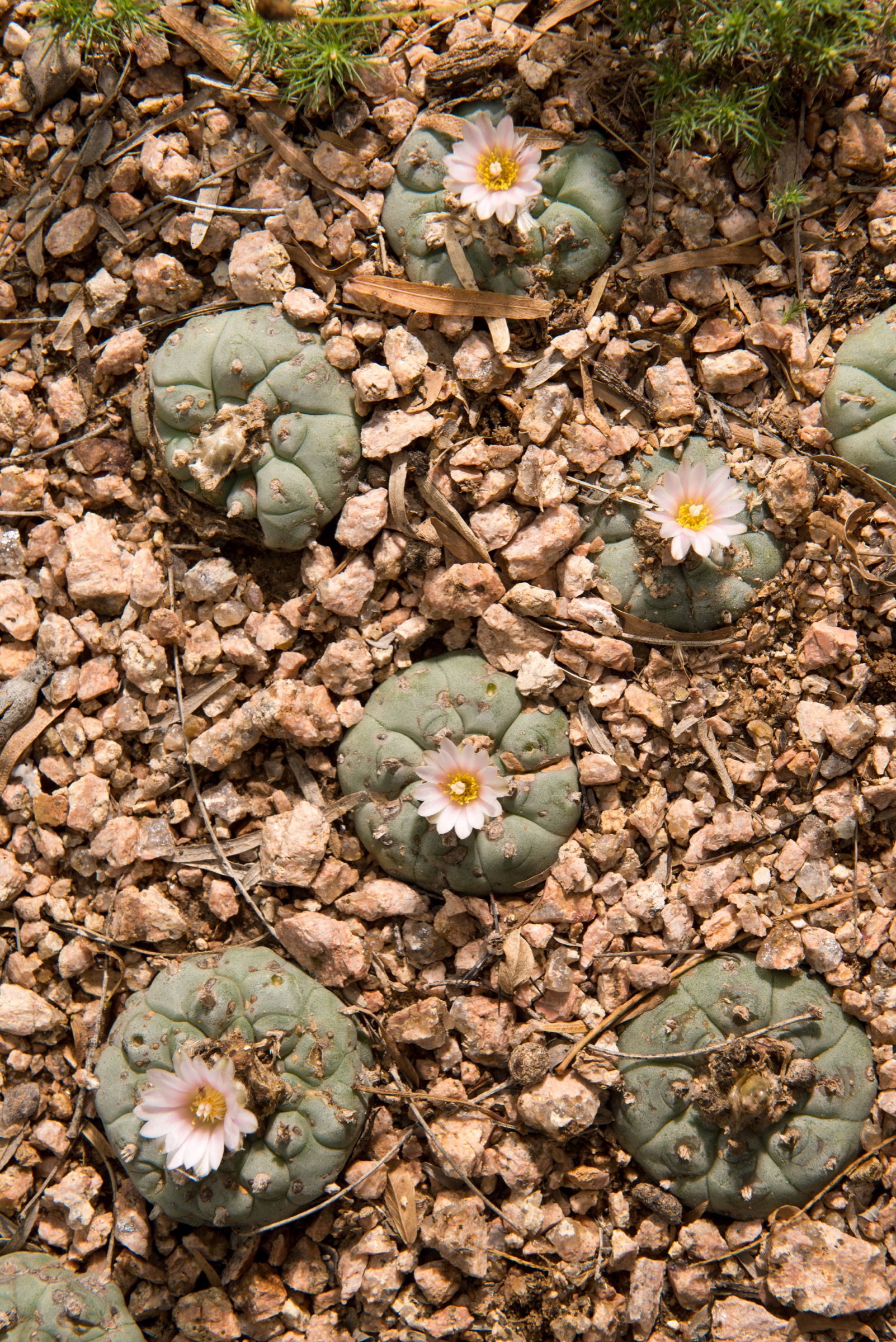 Peyote, such as these plants in the garden of a neighboring ranch, grows in similar environments as star cactus. There is evidence that some who harvest peyote for use in the Native American church—a legal activity with a license and landowner permission—take star cactuses, too, to keep in their own gardens or give away as souvenirs.