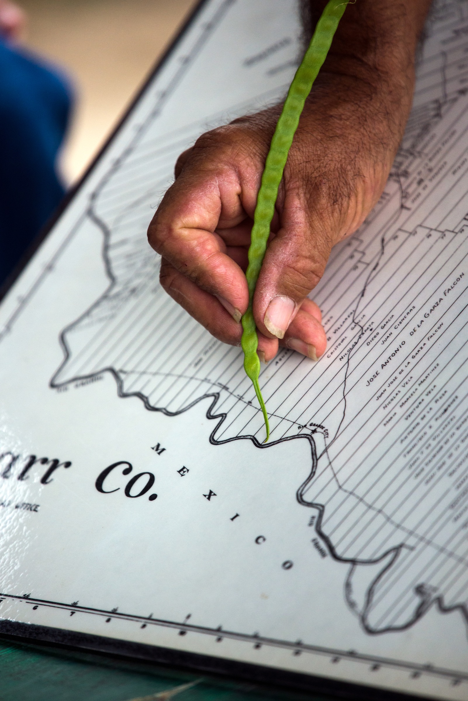 During a native plant tour at Rancho Lomitas, Benito Treviño uses the green pod of a mesquite tree as a pointer to indicate the location of his family's original porción, the land granted to them in the 18th century by the Spanish Crown.