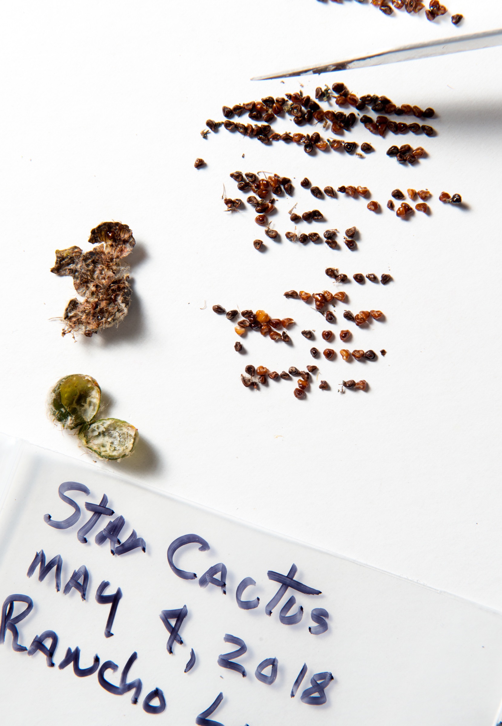 Star cactus seeds collected, counted, and catalogued at Rancho Lomitas