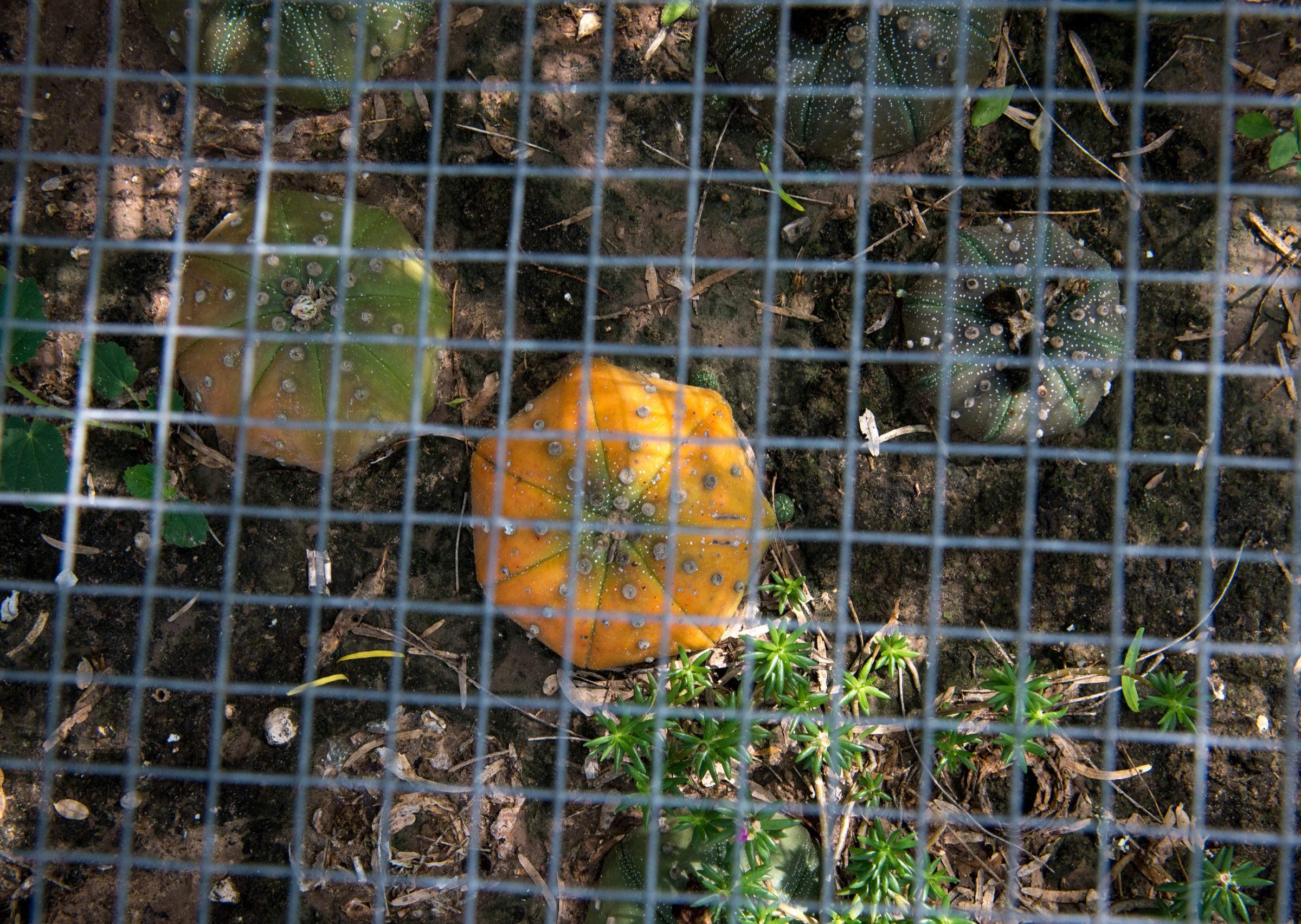 Transplanted into thick, moist clay rather than the well-drained gravelly soils they prefer, these star cactuses on a neighboring ranch are turning yellow, a sign of stress.