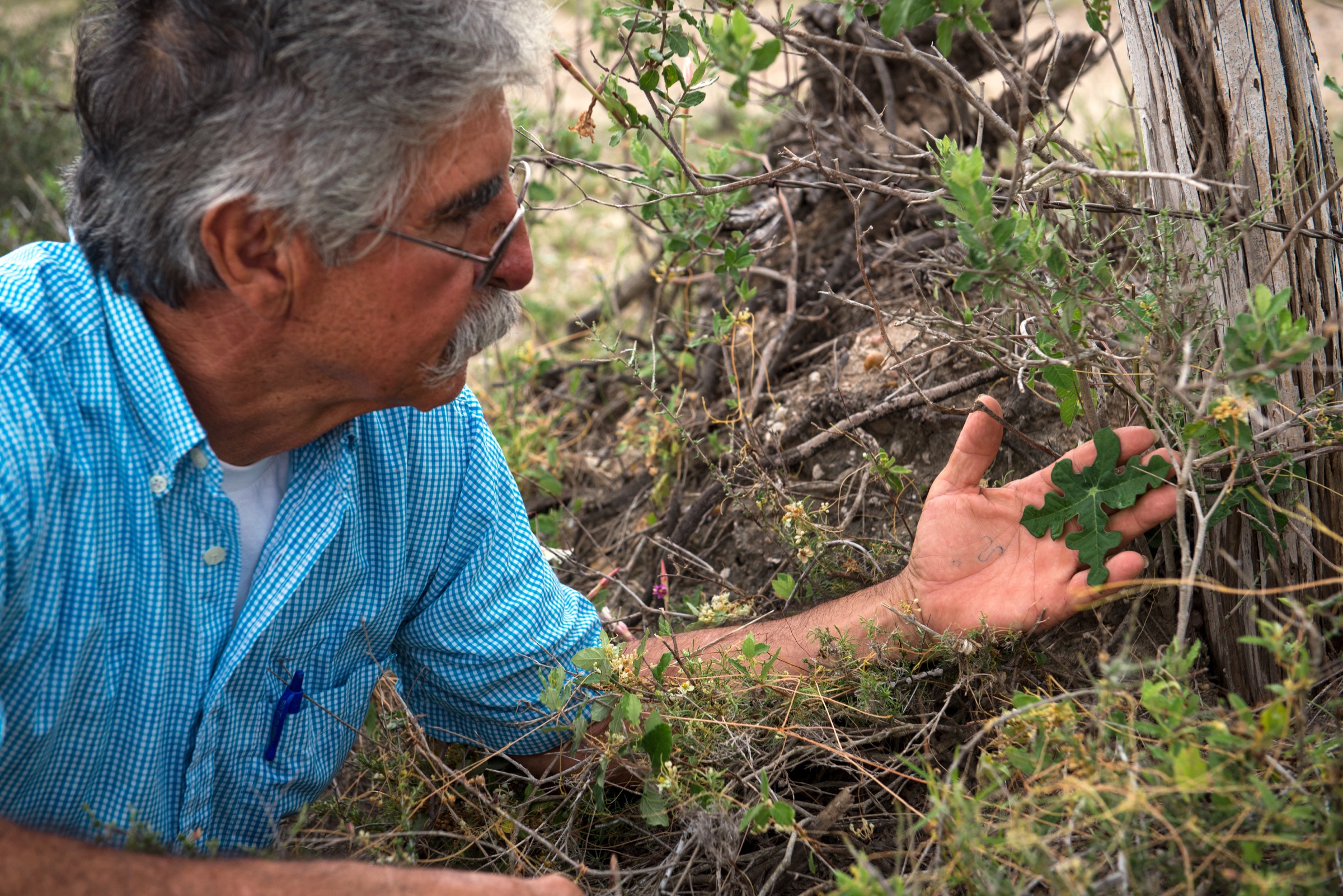 Benito Treviño points out an endangered Walker's manioc (Manihot walkerae) growing by the side of the road on a neighboring ranch. Chewed on by cattle, strangled by a parasitic dodder plant, the manioc is barely hanging on. Yet, with the rancher's permission to harvest its seeds, Treviño is propagating its offspring in his nursery.