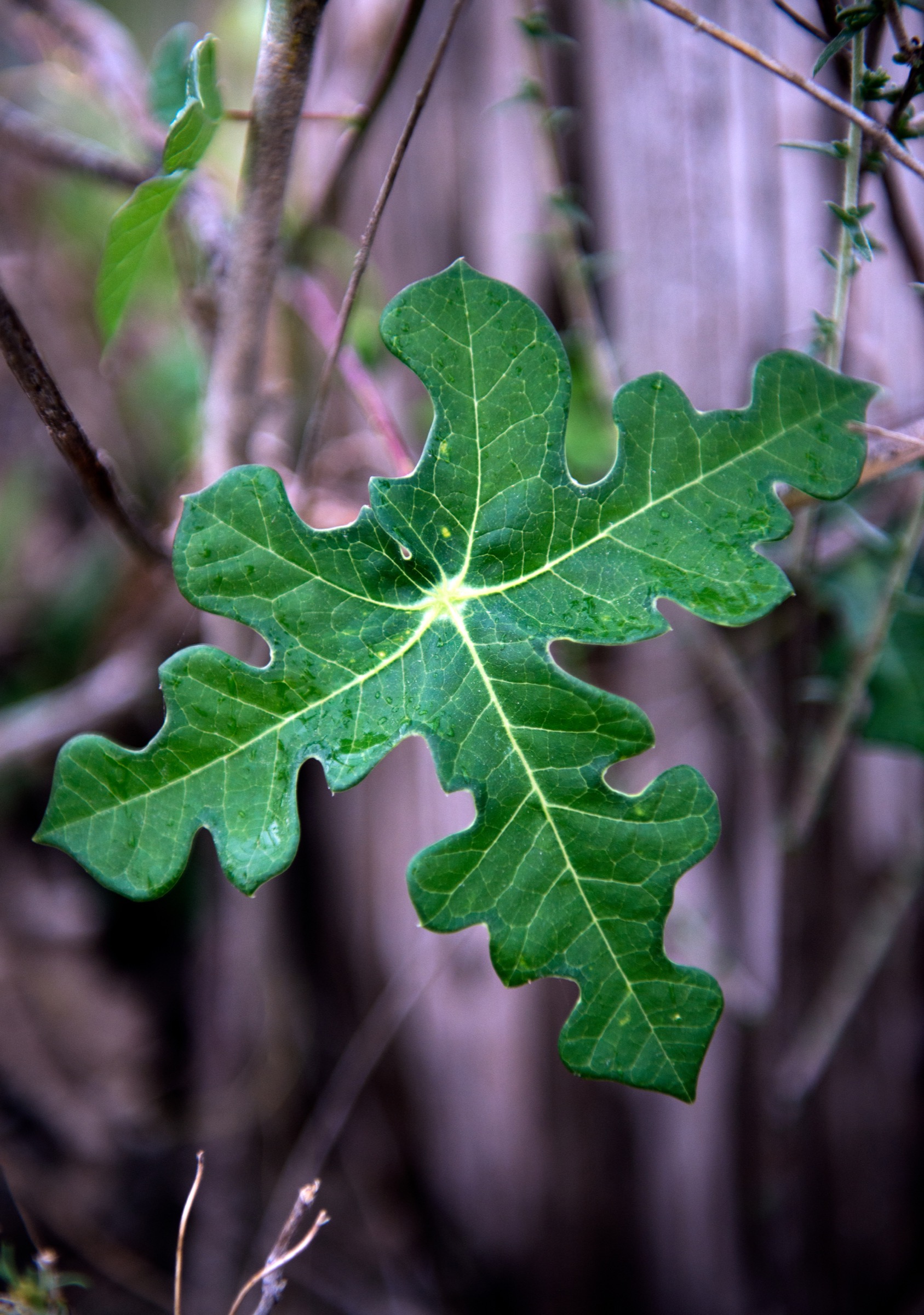 To Treviño’s eye, Walker's manioc leaves are shaped like the heads of his Texas longhorn cattle.