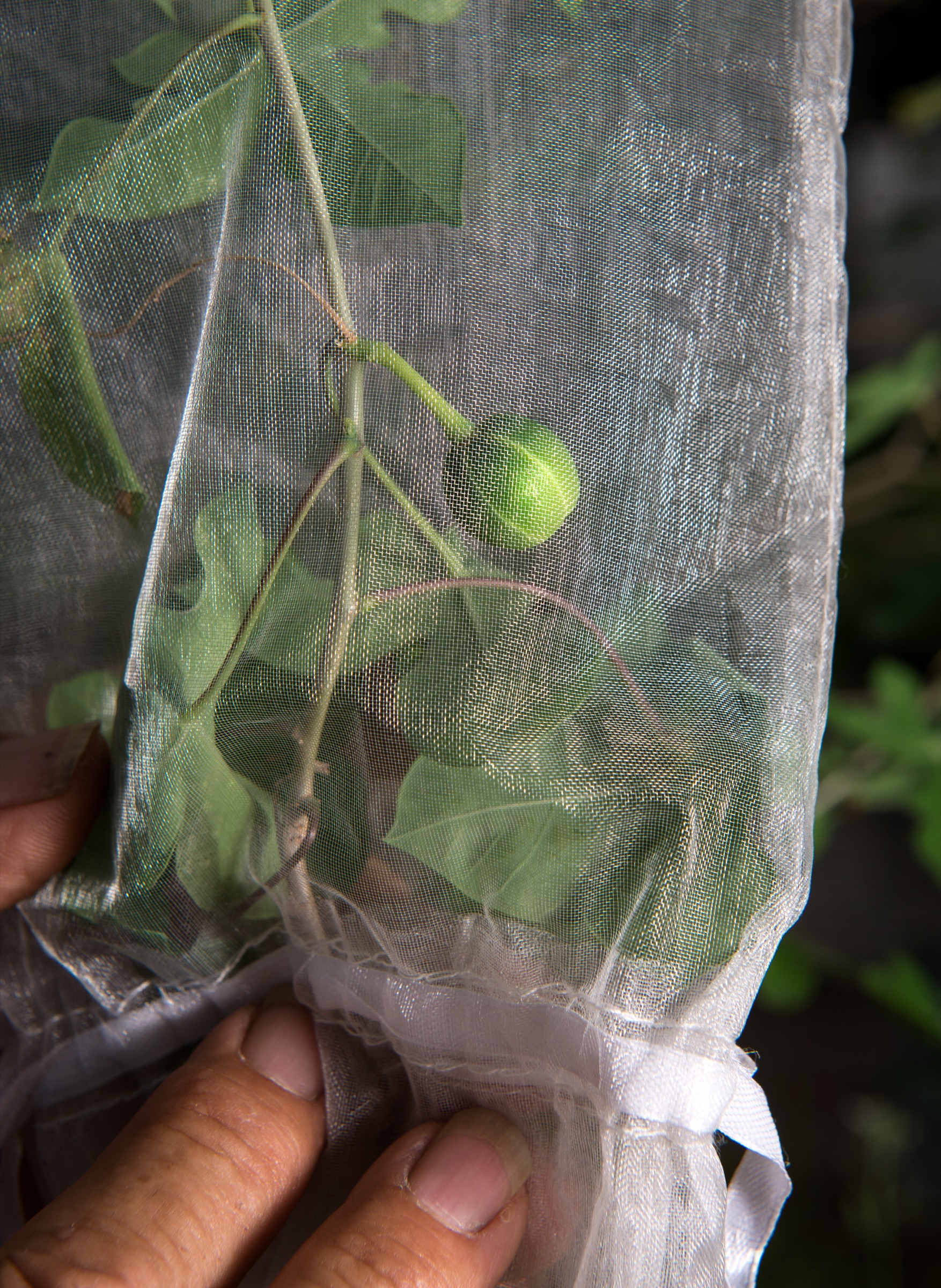 The seed pods of Walker's manioc tend to burst open, scattering their contents, so Benito Treviño encloses them in mesh bags in order to harvest their seeds once they open.