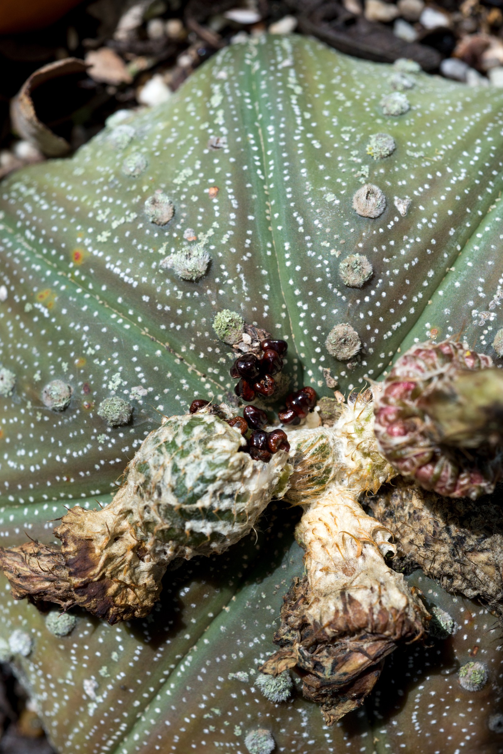 Seeds spill out of the seed pod at the top of a mature star cactus at Rancho Lomitas.