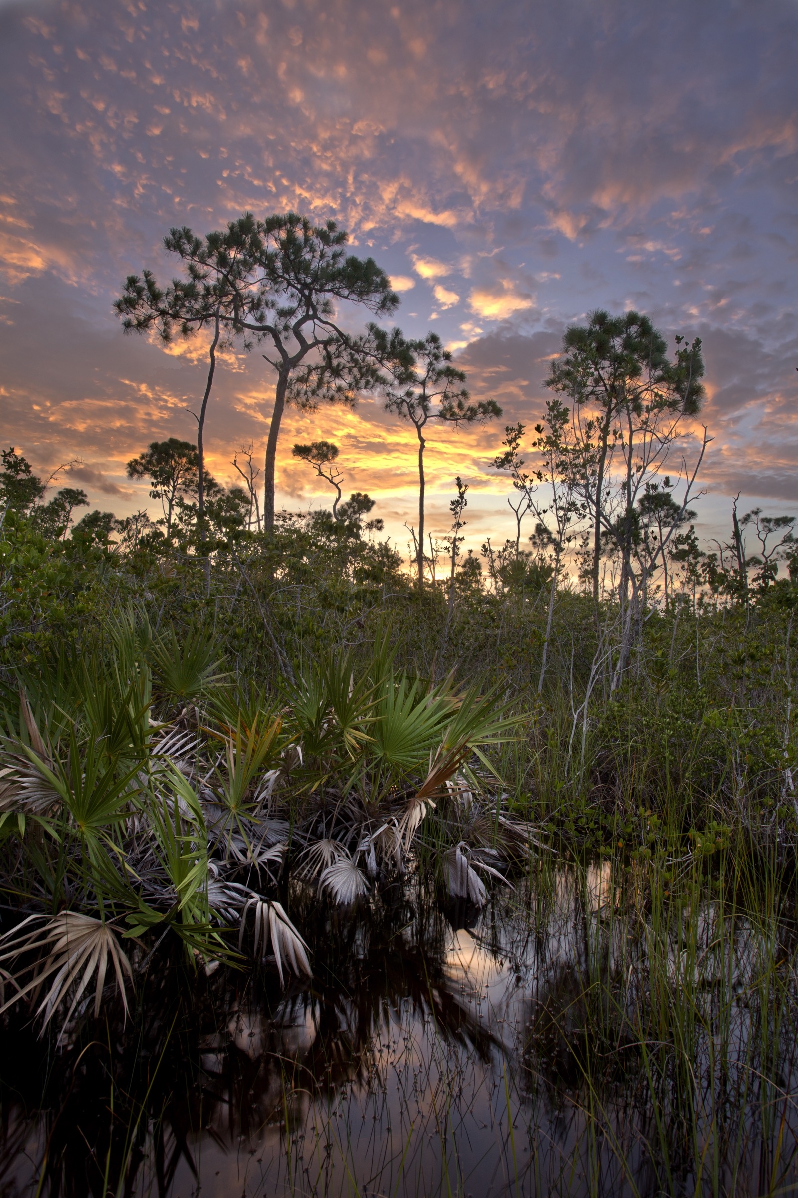Florida’s pine rockland ecosystem is underpinned by limestone and filled with slash pines, saw palmettos, poisonwood and a lush, herbaceous understory. It once covered nearly 200 square miles of south Florida. Photograph by Chad Anderson