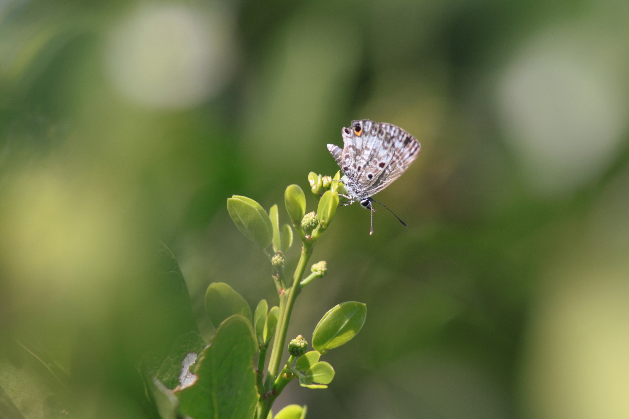 Once common throughout much of coastal Florida, the Miami blue is now among the world’s rarest butterflies. Photograph by Chad Anderson
