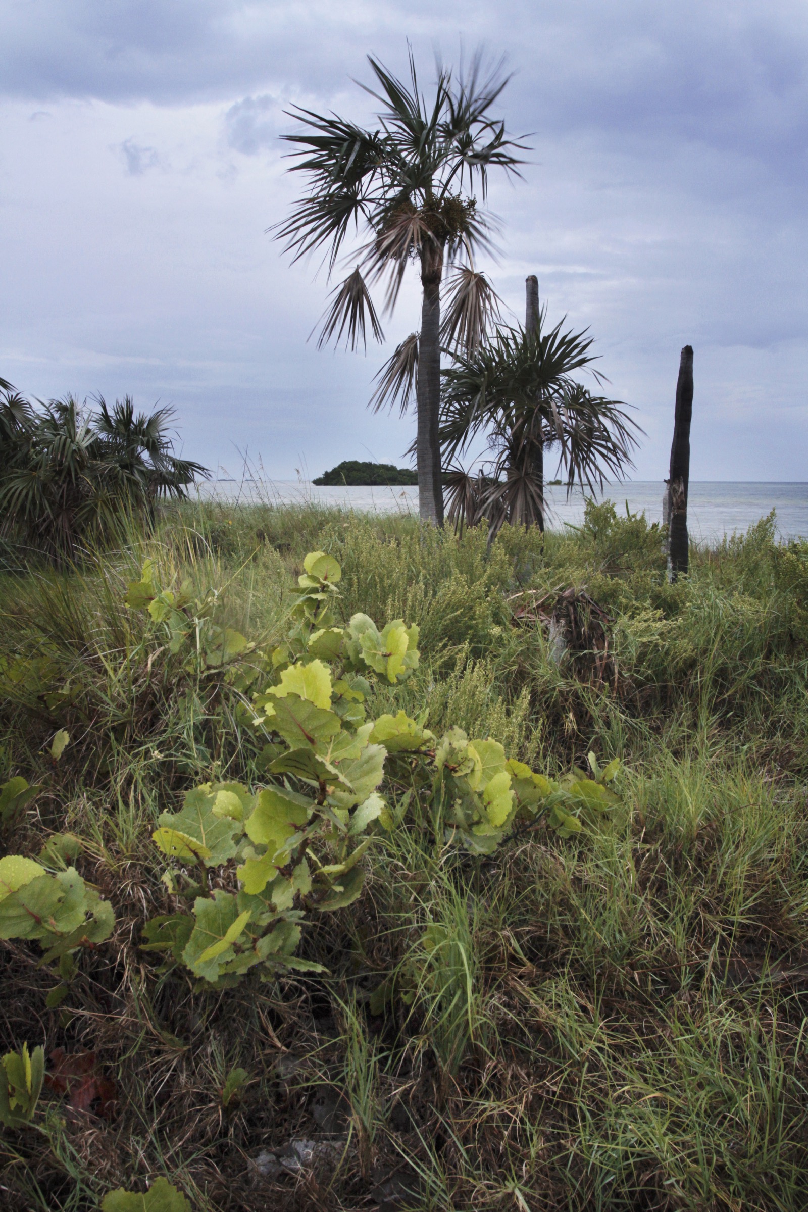 Habitat containing important host plants, like Florida Keys blackbead and gray nickerbean, can still be found on remote keys like Bahia Honda. Photograph by Chad Anderson