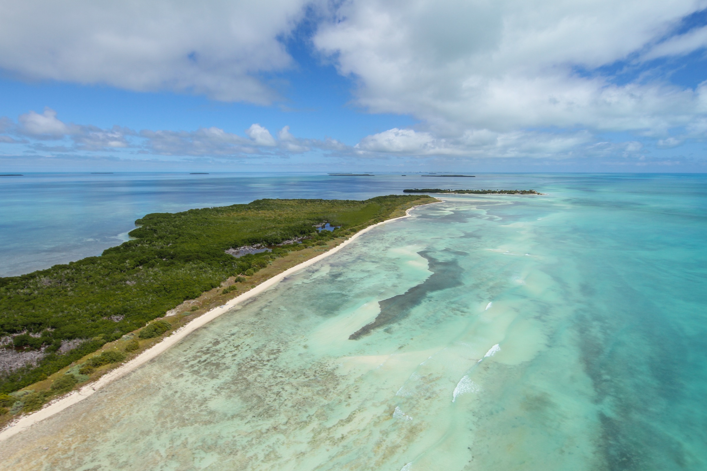 The only remaining wild Miami blue butterflies inhabit beachside scrub on remote Florida Keys like this one. Photograph by Geena M. Hill
