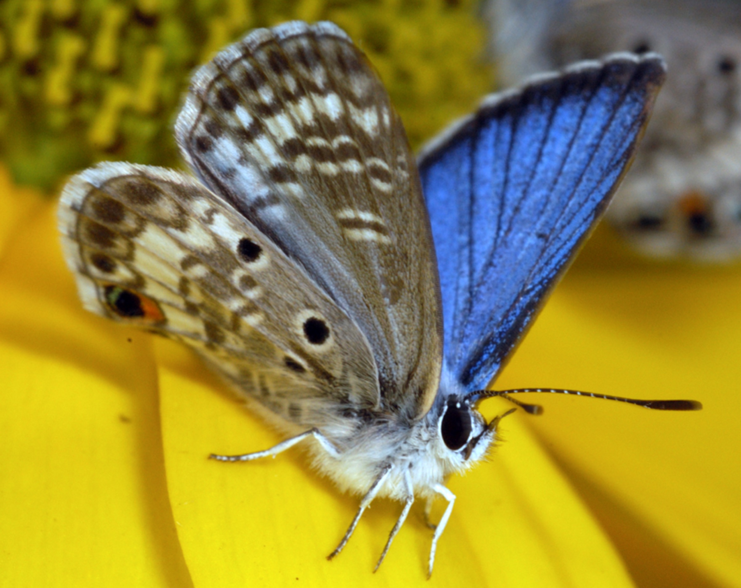 A male Miami blue butterfly (Cyclargus thomasi bethunebakeri) shows off its brilliant colors. Photograph by Jaret C. Daniels