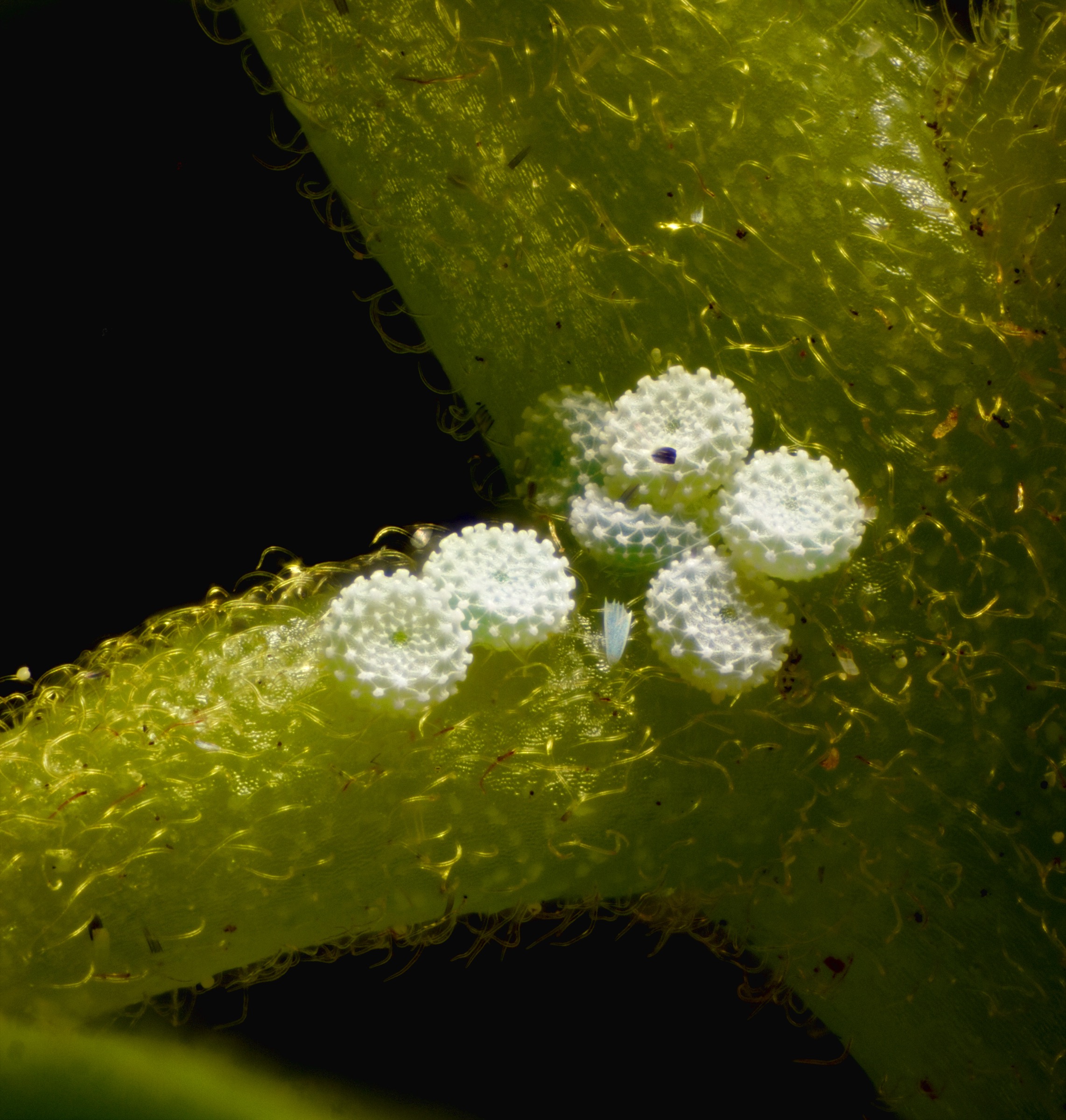 The eggs of the Miami blue butterfly are about the size of coarse grains of sea salt. Photograph by Jon Bremer