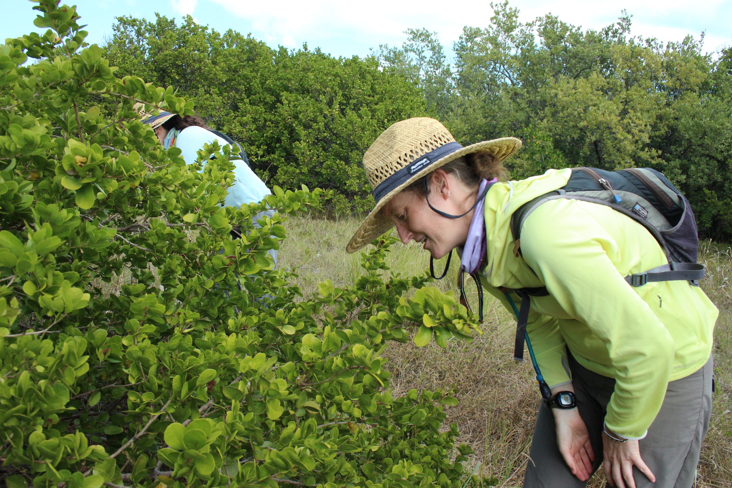 Erica Henry (foreground) and Sarah Cabrera Steele look for the eggs and caterpillars of Miami blue butterflies on a blackbead bush (Pithecellobium keyense) on Boca Grande Key in the Key West National Wildlife Refuge. Photograph by Hannah Hoag