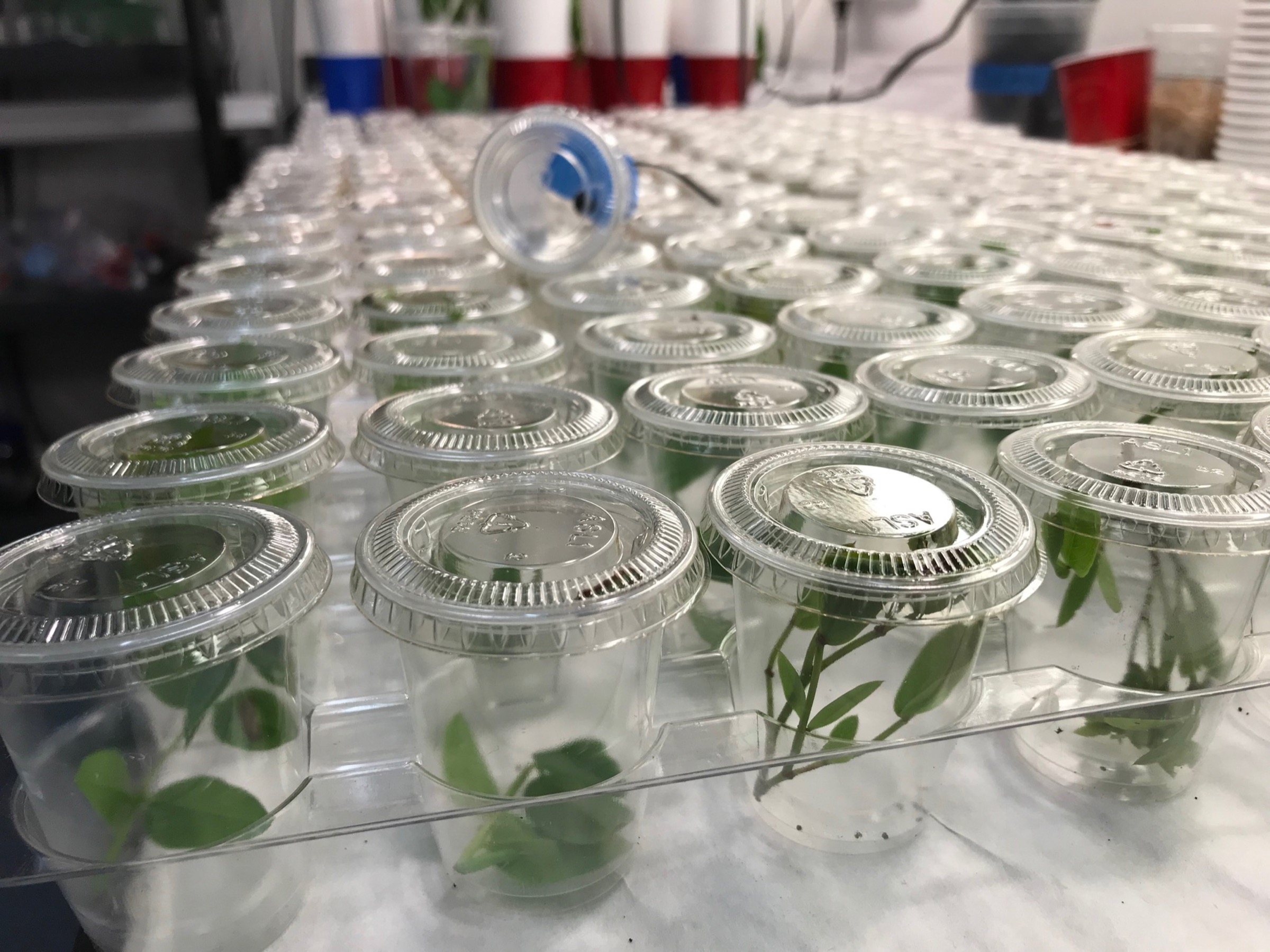 Jaret Daniels and other scientists at the Florida Museum of Natural History are successfully rearing Miami blues and other rare butterflies in captivity—and releasing them—in an effort to increase numbers of the insects in the wild. Each small cup in this in this image holds a single Miami blue larva. Photograph by Jaret C. Daniels
