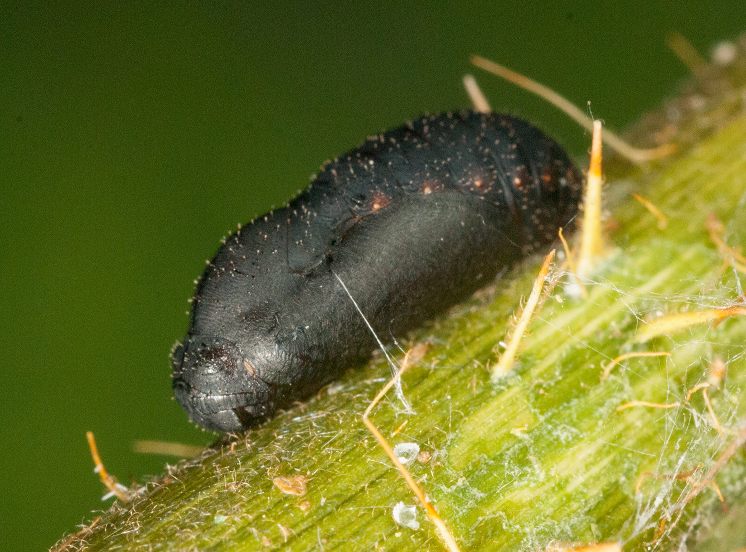 A small black pupae of the Miami blue butterfly—photograph by Jaret C. Daniels