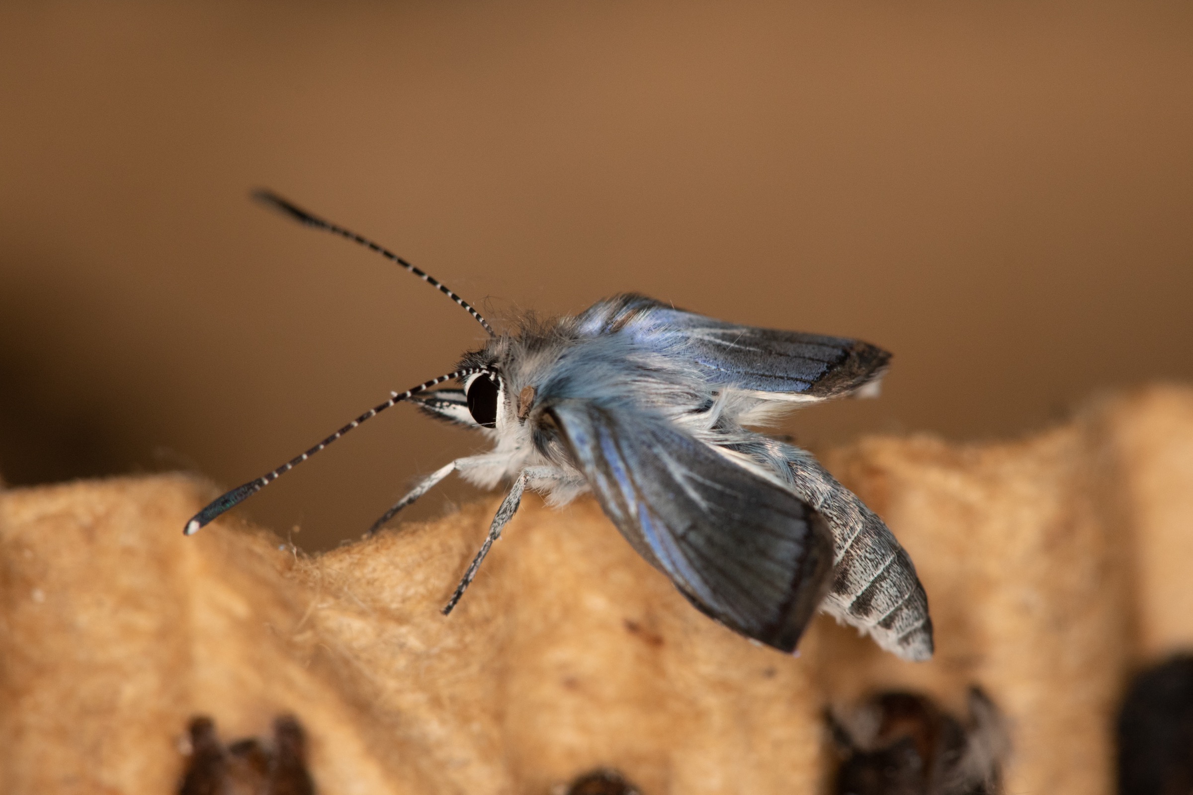 A Miami blue butterfly dries its wings after emerging from its chrysalis in the lab at the Florida Museum of Natural History. Photograph by Tedd Greenwald