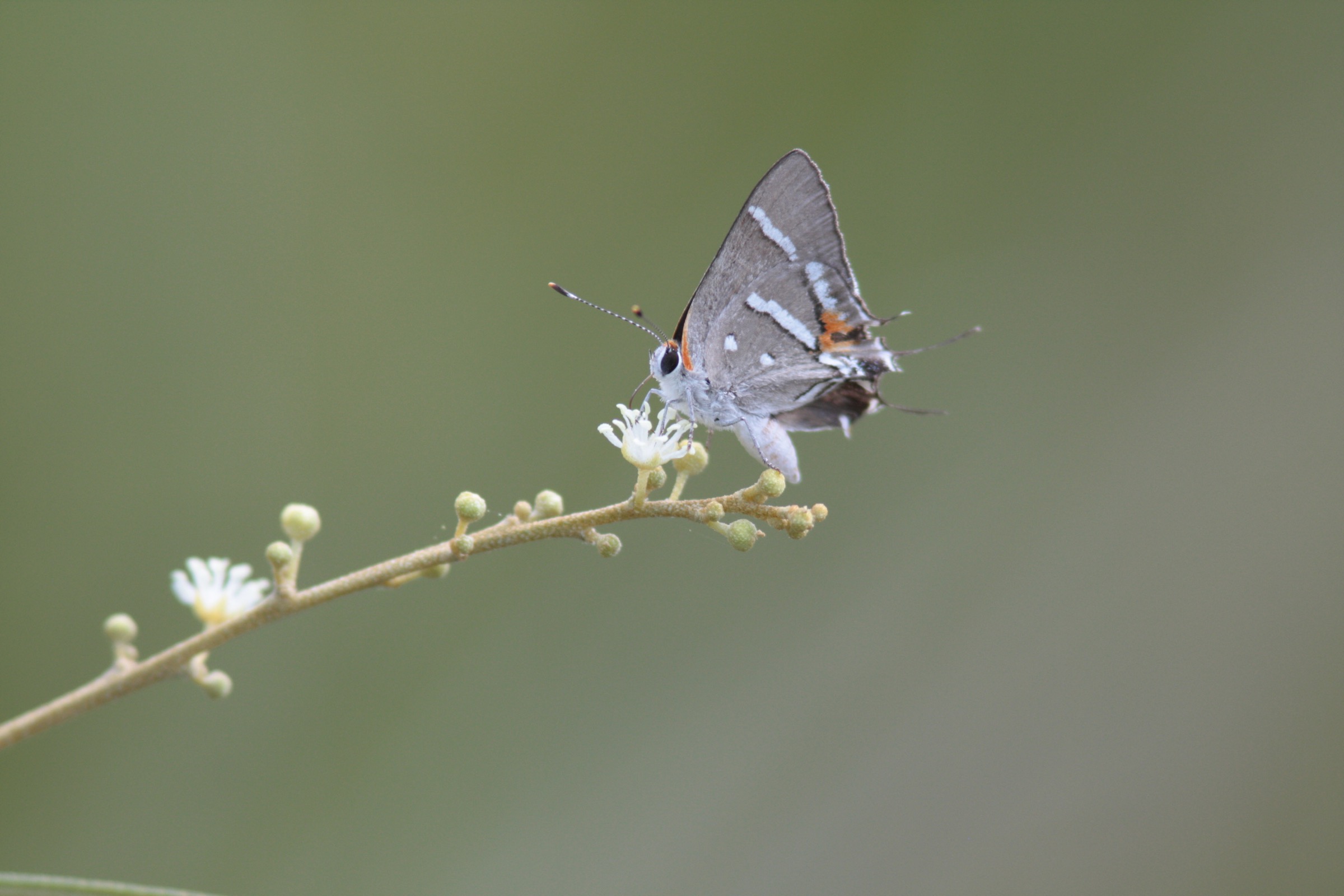 Bartram’s scrub hairstreak butterflies depend on the rare pineland croton (Croton linearis) for food. Photograph by Chad Anderson