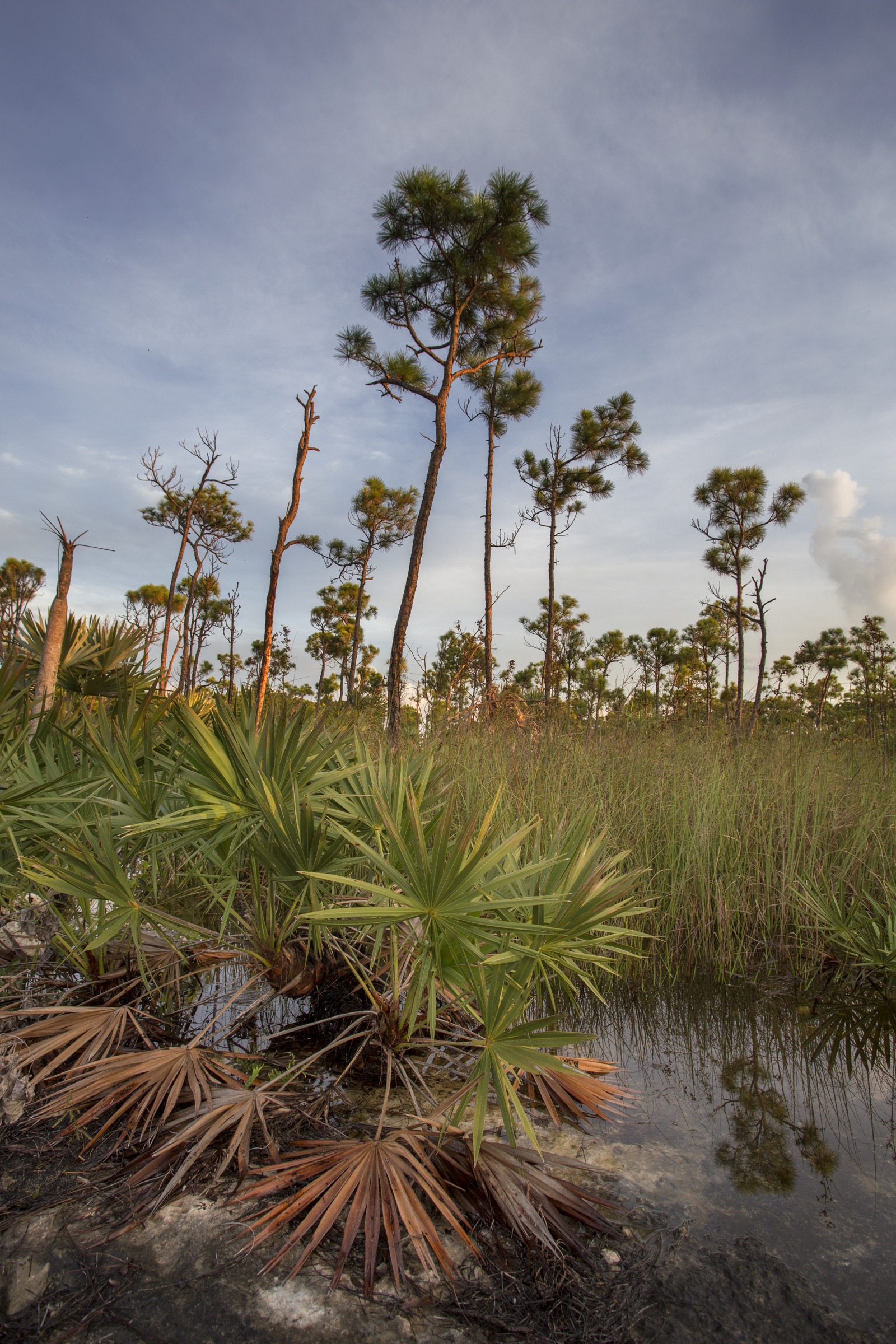 The pine rockland ecosystem once covered more than 500 square kilometers (200 square miles) in South Florida. More than 90 percent of that has been lost primarily due to development. Photograph by Chad Anderson