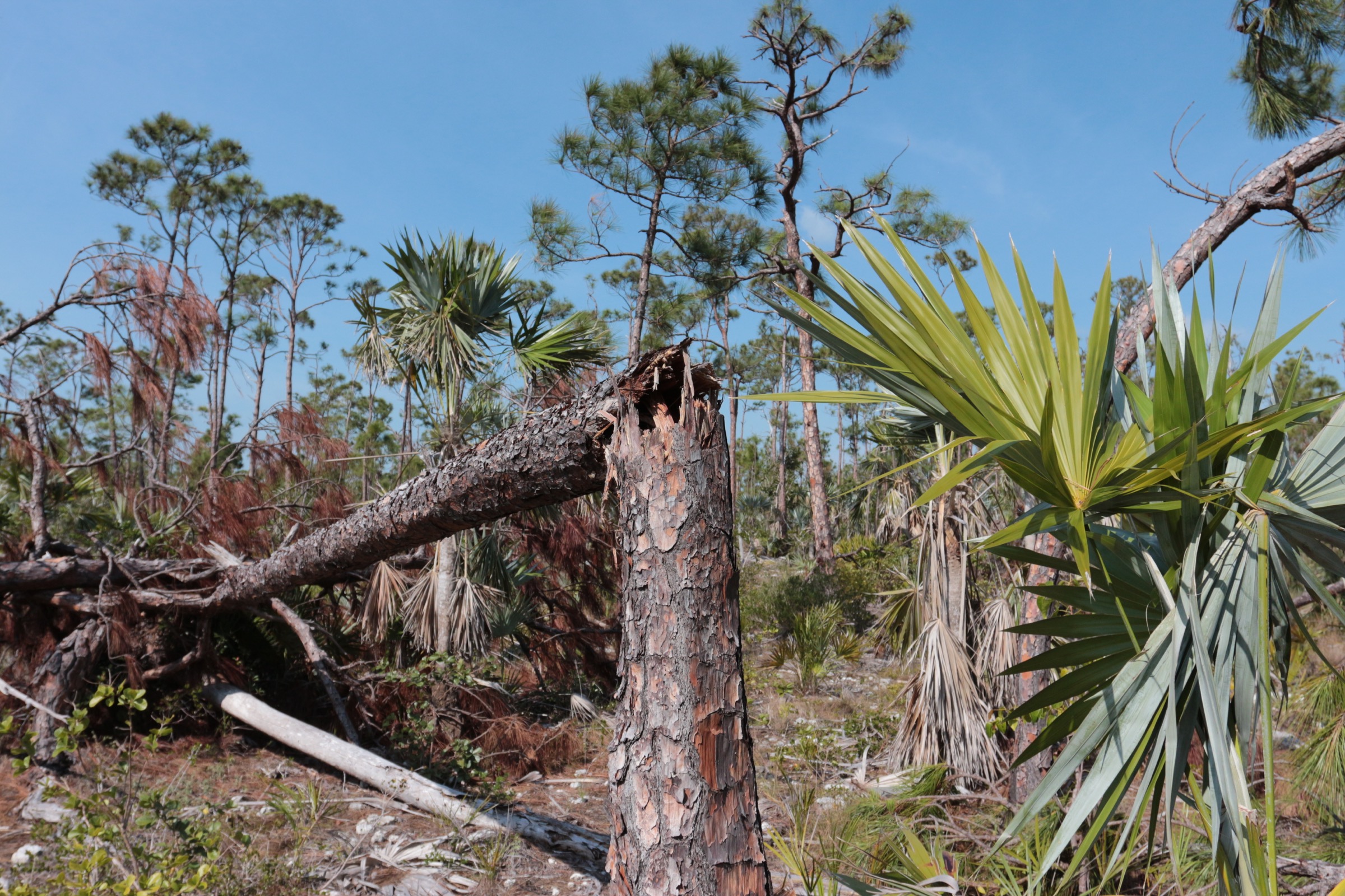 Hurricane Irma made landfall at Cudjoe Key Florida on September 10, 2017. The storm uprooted and snapped trees, including these in an area on Big Pine Key thought to be home to Bartram's scrub hairstreak butterflies. Photograph by Hannah Hoag