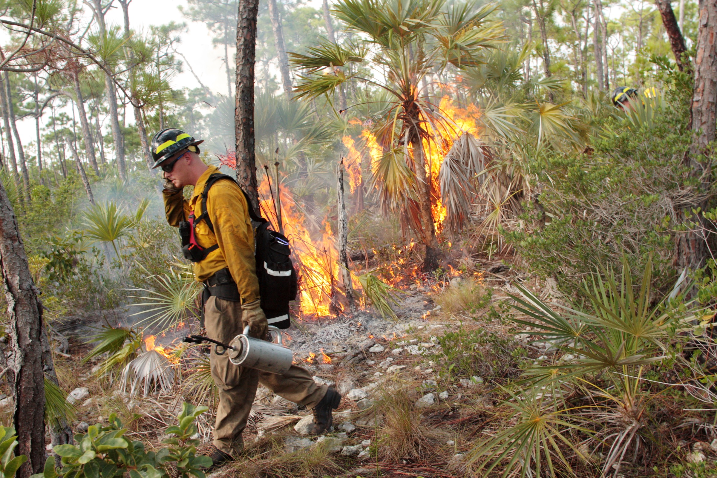 A firefighter ignites a prescribed burn in the pine rocklands of South Florida as a means of restoring one of the natural forces that has shaped this ecosystem for centuries. Photograph by Chad Anderson