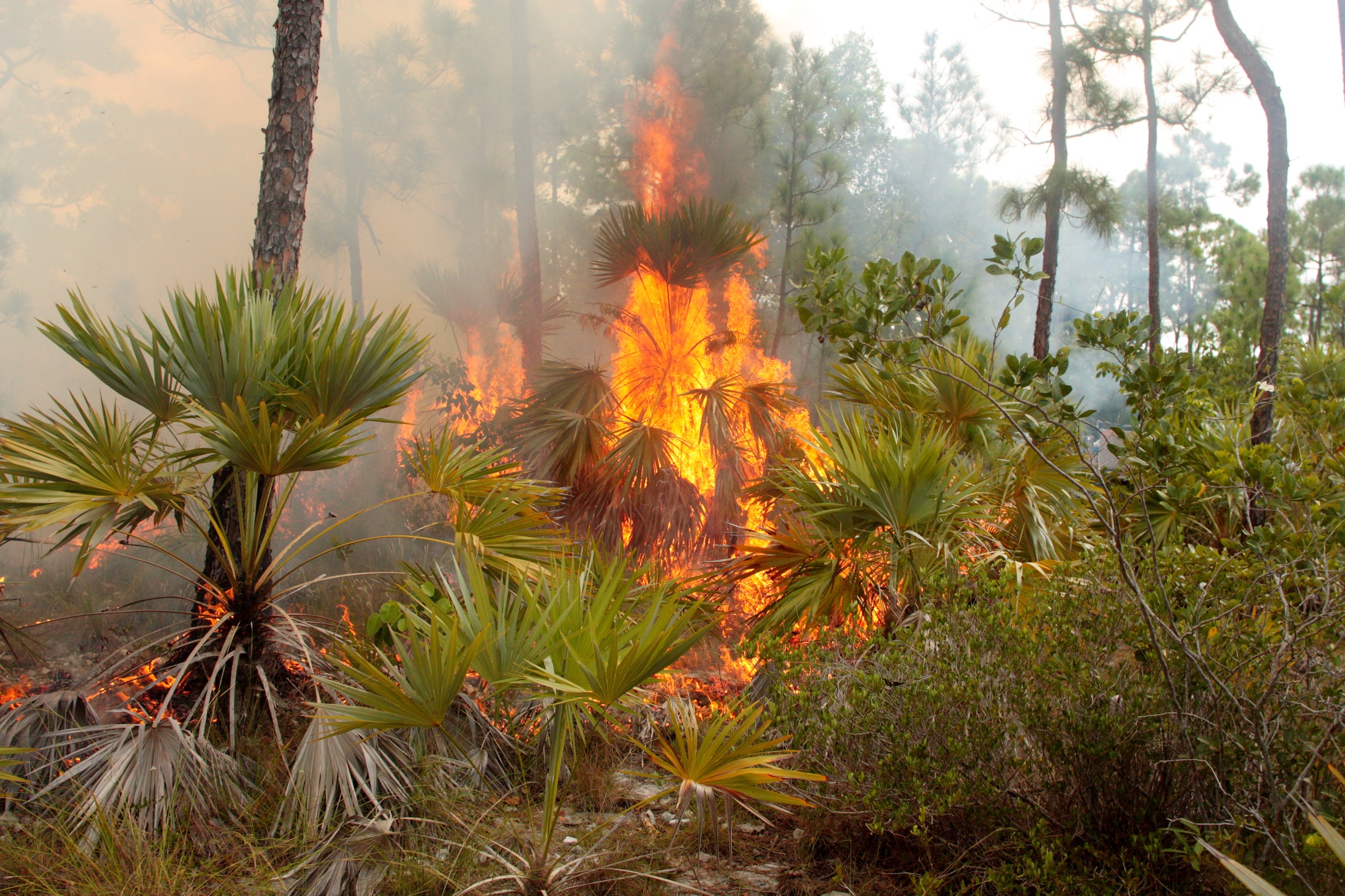 Land managers now use prescribed burns like this one as a way of bringing the pine rockland ecosystem back into balance. Photograph by Chad Anderson