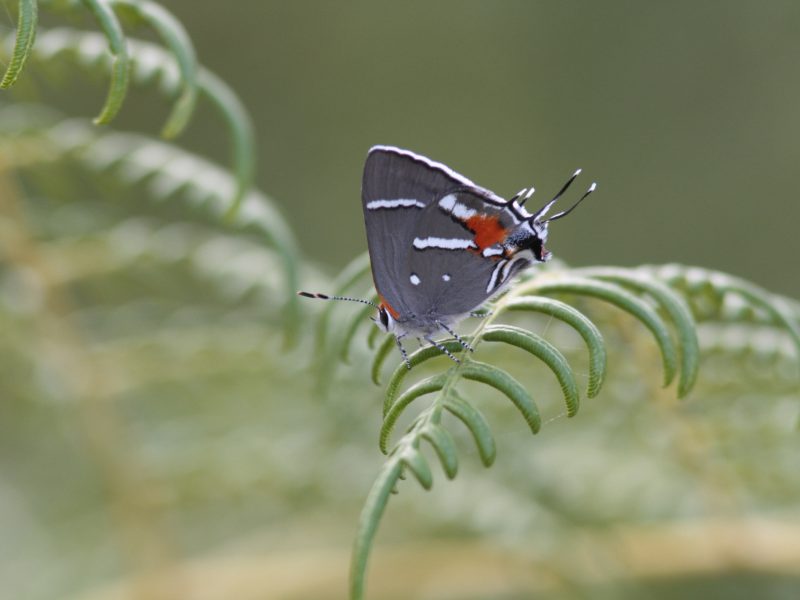 The Bartram’s scrub hairstreak butterfly (Strymon acis bartrami) exists only in the pine rockland habitat of South Florida, an ecosystem that has been decimated by development in recent decades. Photograph by Chad Anderson