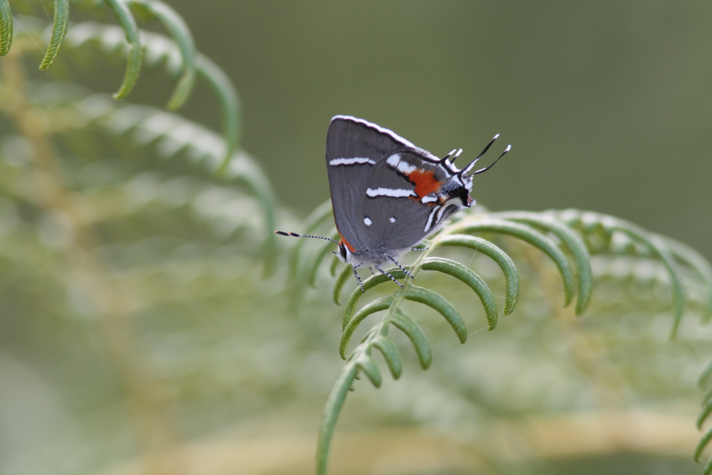 The Bartram’s scrub hairstreak butterfly (Strymon acis bartrami) exists only in the pine rockland habitat of South Florida, an ecosystem that has been decimated by development in recent decades. Photograph by Chad Anderson