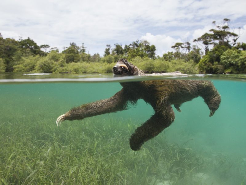 A pygmy three-toed sloth paddles off Panama’s Isla Escudo de Veraguas.