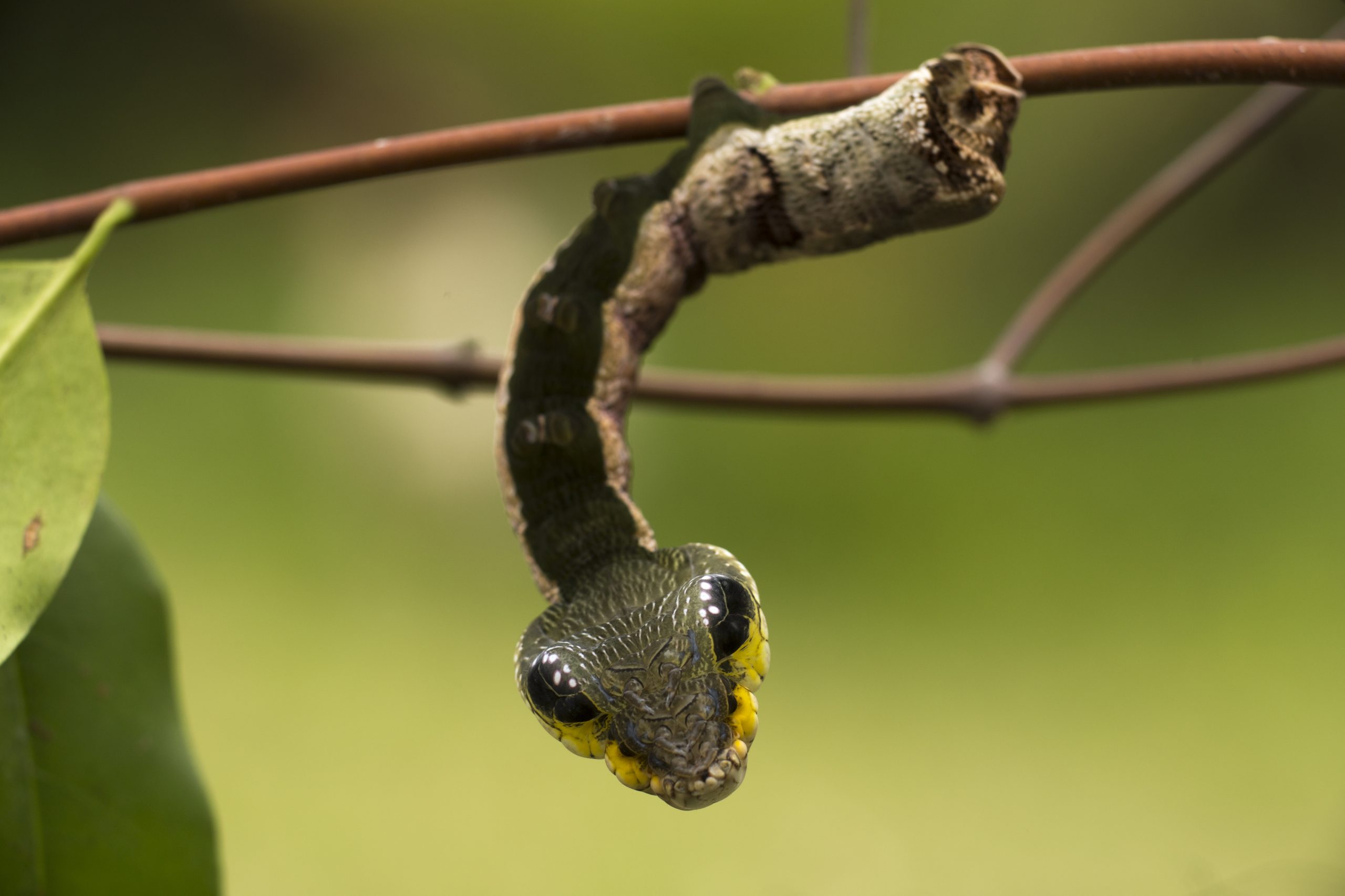 Sphinx hawk moth (Hemeroplanes triptolemus) caterpillar, snake mimic species, Amarakaeri Communal Reserve, Maijuna, Rio Napo, Peru