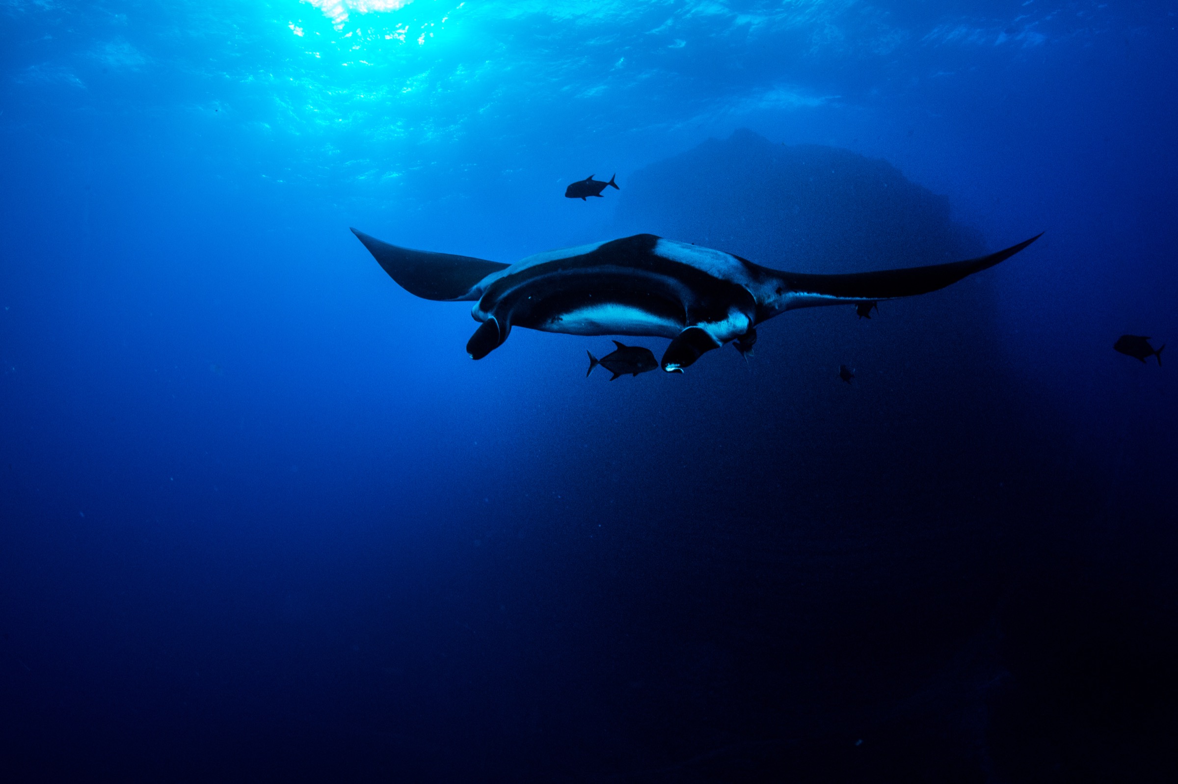 A giant oceanic manta (Manta birostris) swims off El Boiler at San Benedicto Island in Mexico’s Revillagigedo Archipelago.