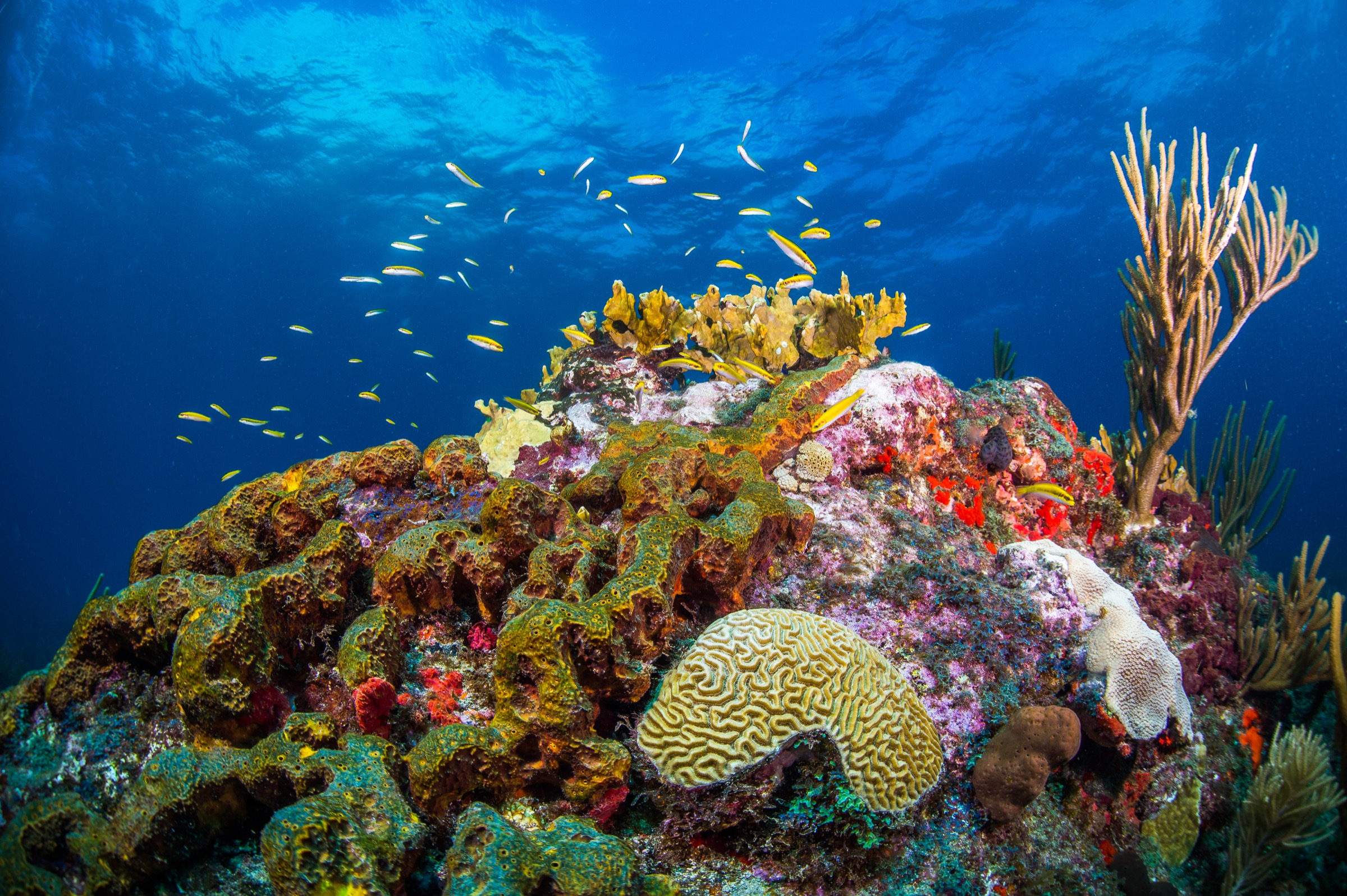 A healthy and biologically diverse coral outcropping off the Caribbean island of Sint Eustatius