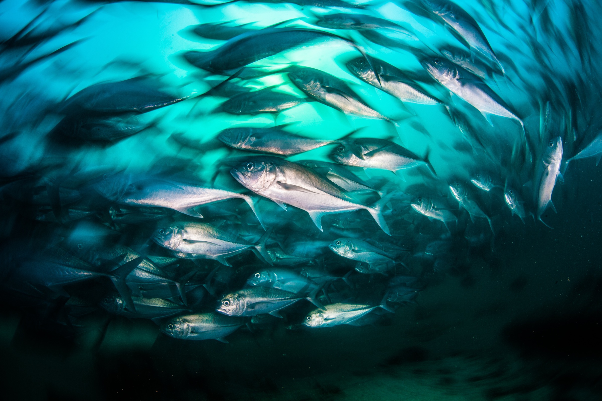 A school of bigeye trevally (Caranx sexfasciatus) swims off Cabo Pulmo, Baja California Sur, Mexico.