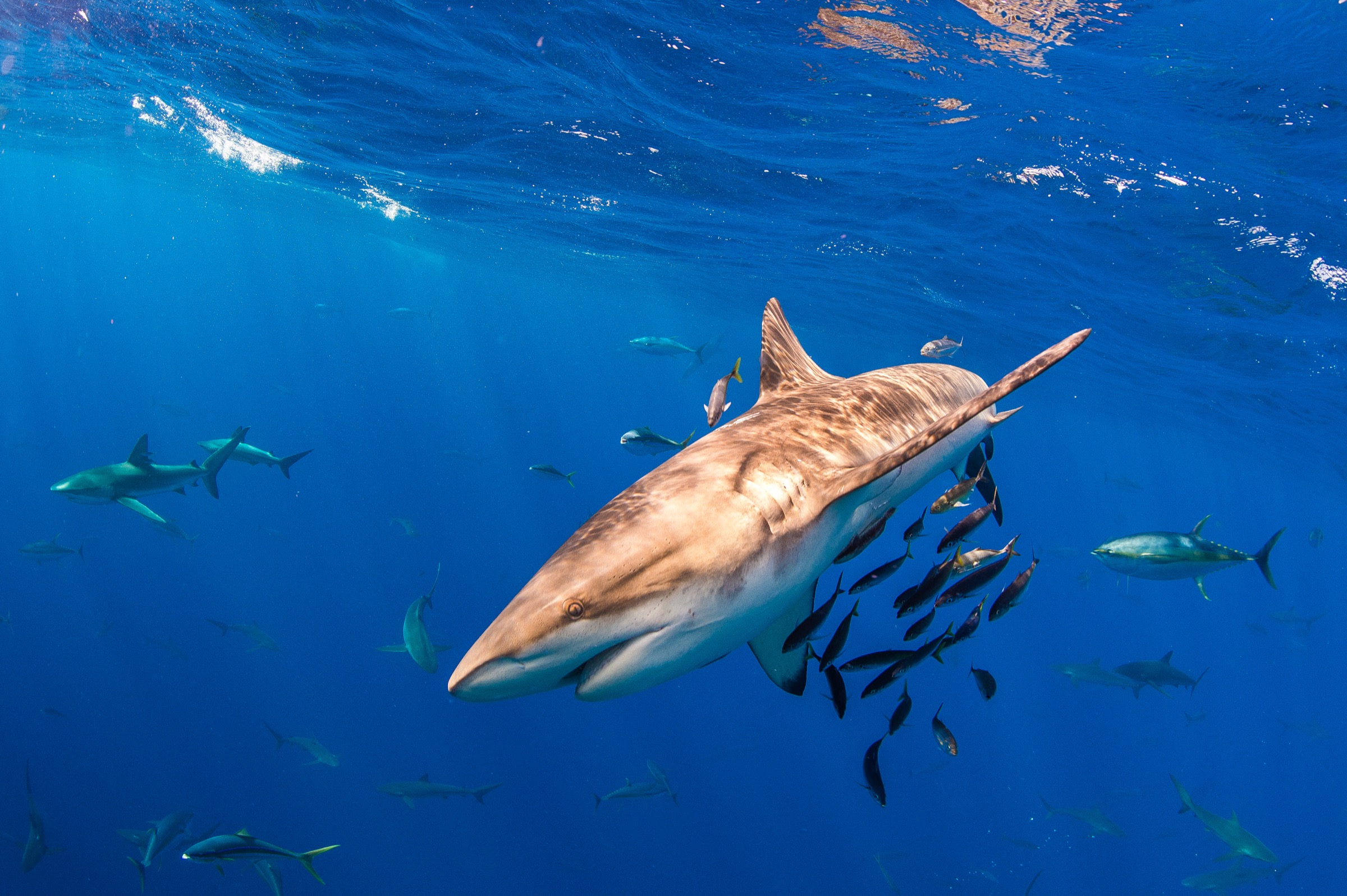 Baitfish seek shelter under the body of a Galapagos shark (Carcharhinus galapagensis) off Mexico’s Revillagigedo Archipelago.
