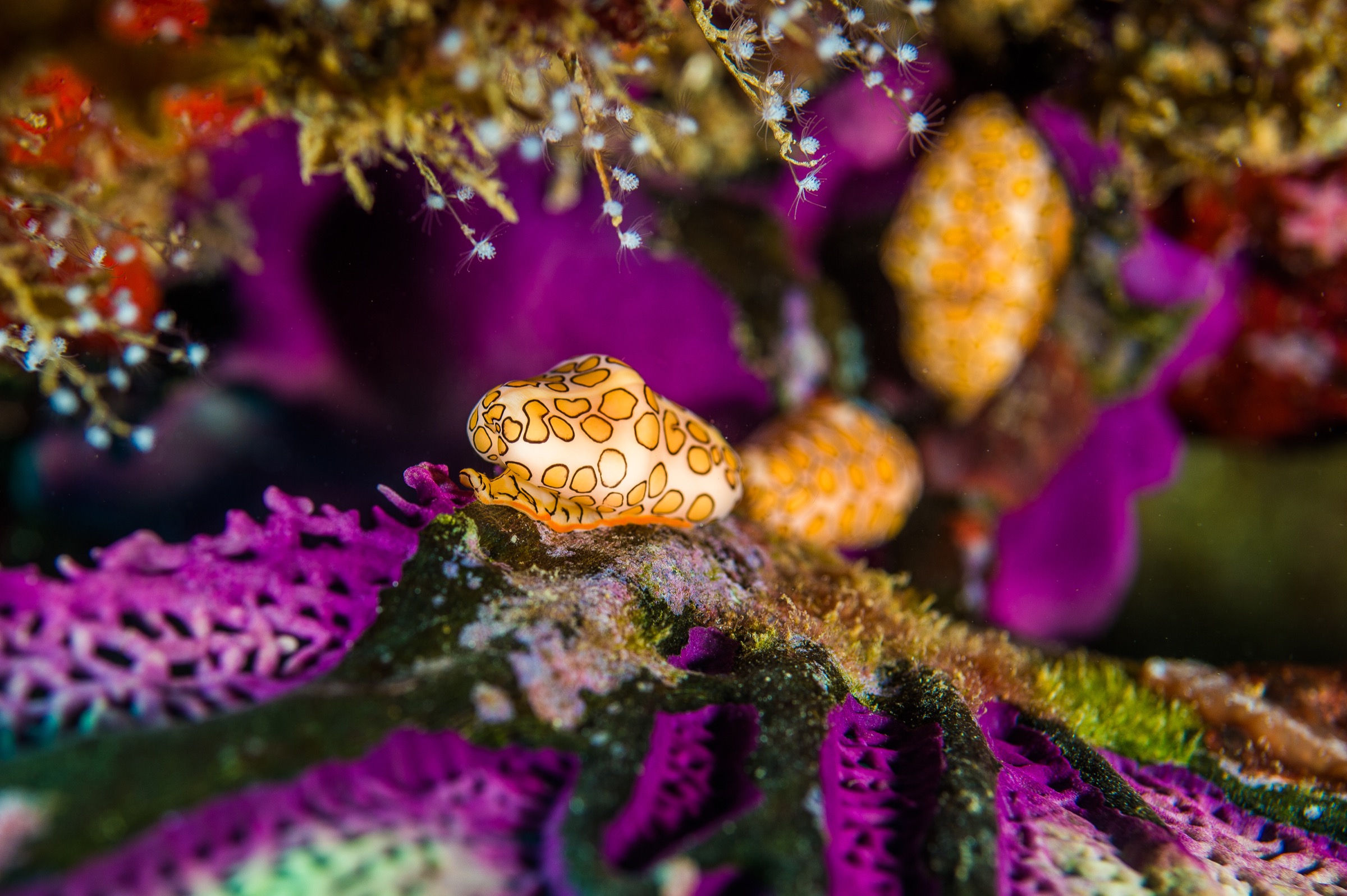 A flamingo tongue snail (Cyphoma gibbosum) clambers over a purple sea fan off the Caribbean island of Sint Eustatius.