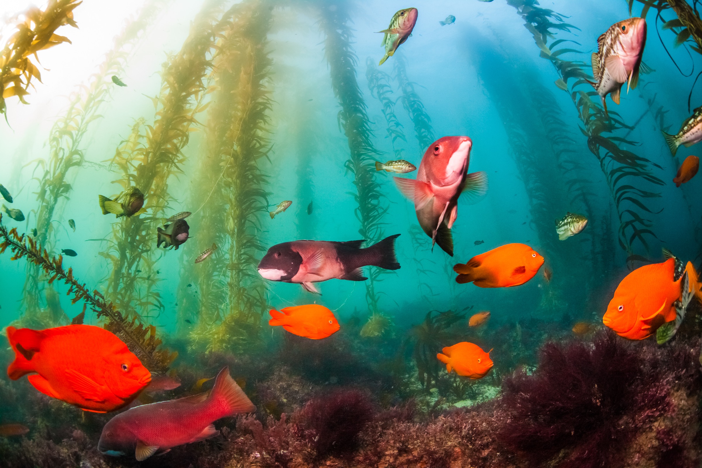 An assortment of kelp fishes off Matlahuayl State Marine reserve near San Diego, California