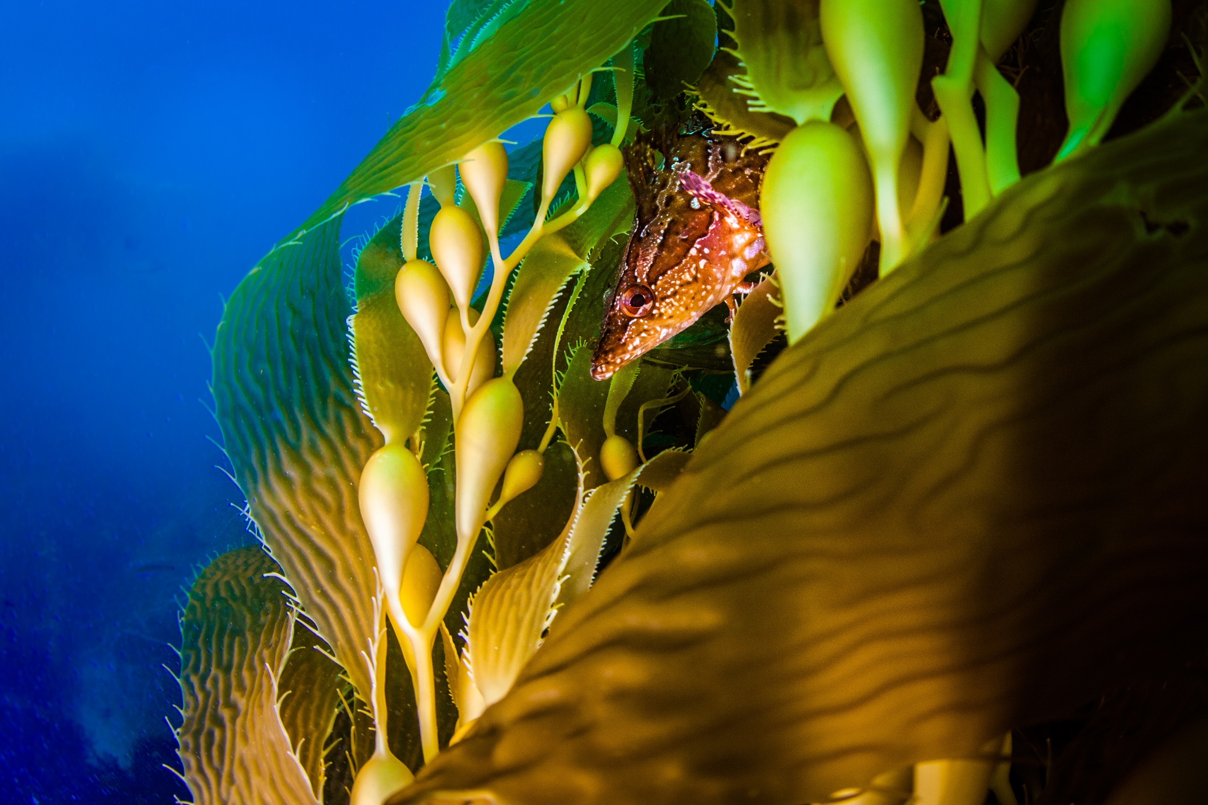A giant kelpfish (Heterostichus rostratus) waits for prey in Matlahuayl State Marine Reserve near San Diego, California.