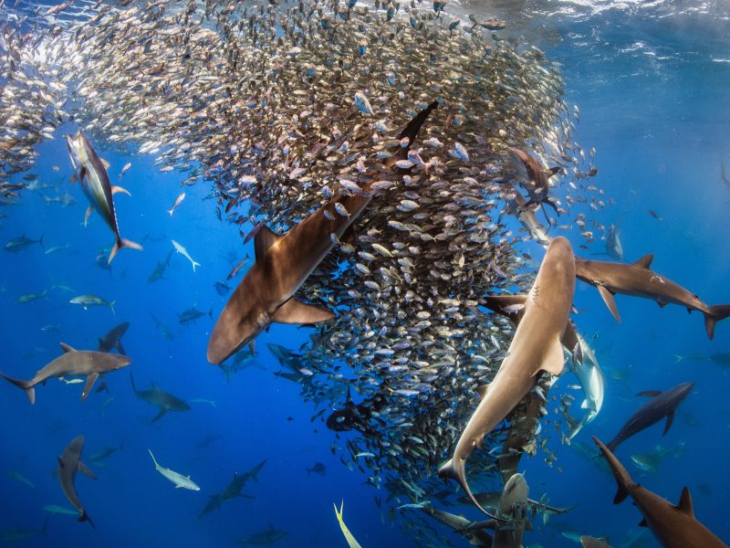 Yellowfin tuna (Thunnus albacares), rainbow runners (Elagatis bipinnulata) and four species of shark all take turns feeding on baitfish off Mexico’s Revillagigedo Archipelago.
