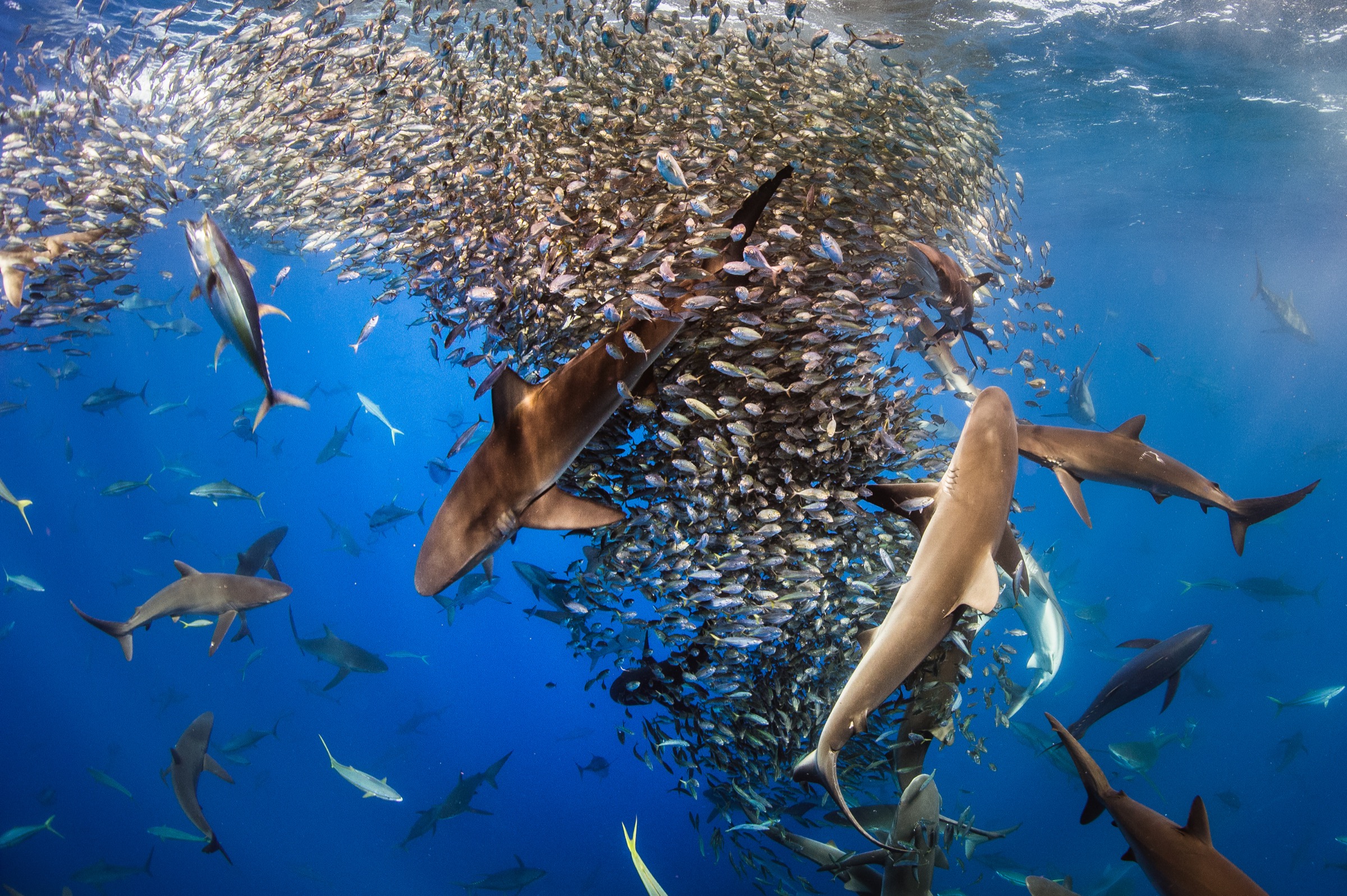 Yellowfin tuna (Thunnus albacares), rainbow runners (Elagatis bipinnulata) and four species of shark all take turns feeding on baitfish off Mexico’s Revillagigedo Archipelago.