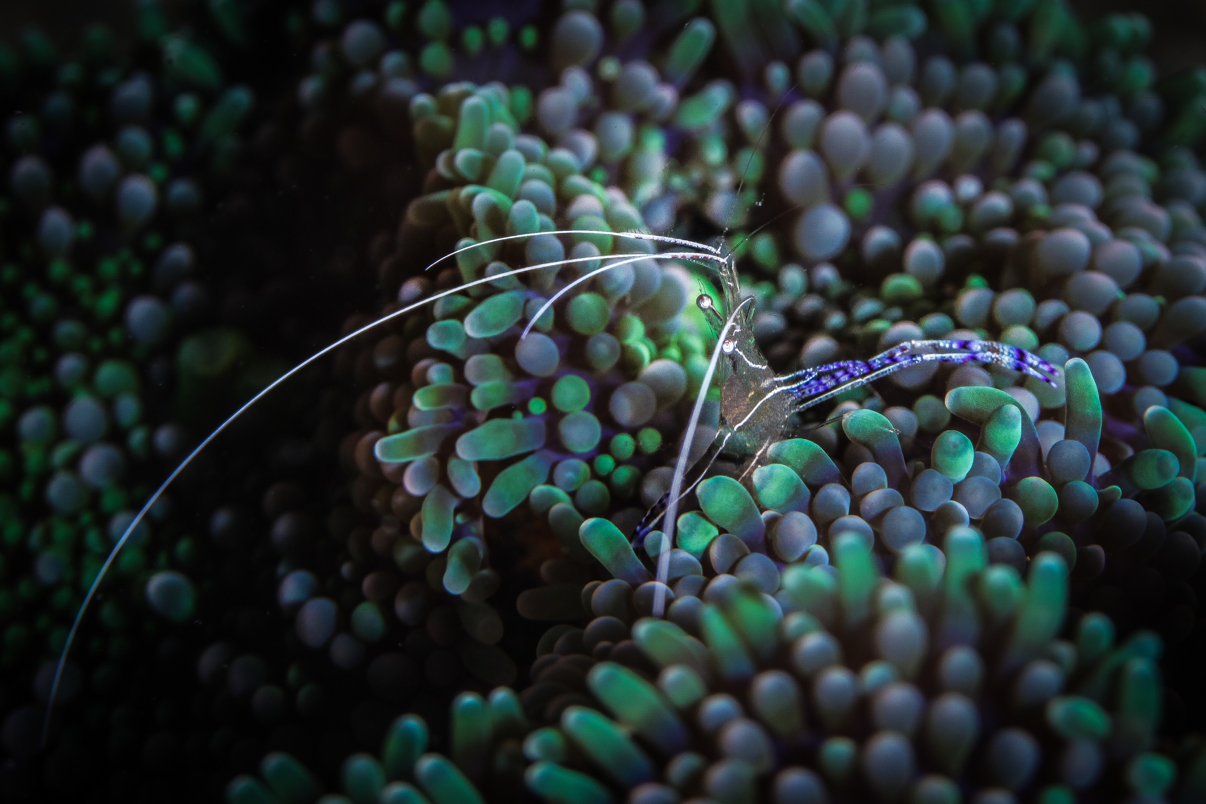 A Penderson cleaner shrimp (Ancylomenes pedersoni) patrols a coral in Panama’s Isla Bastimentos National Marine Park.