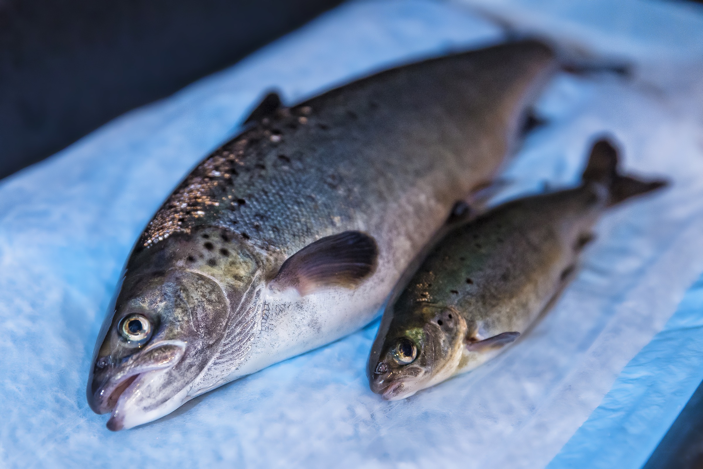 The rapid growth rate of a genetically engineered AquaBounty salmon (left) is obvious when compared to a non-GE salmon (right) of the same age. Photograph courtesy of AquaBounty