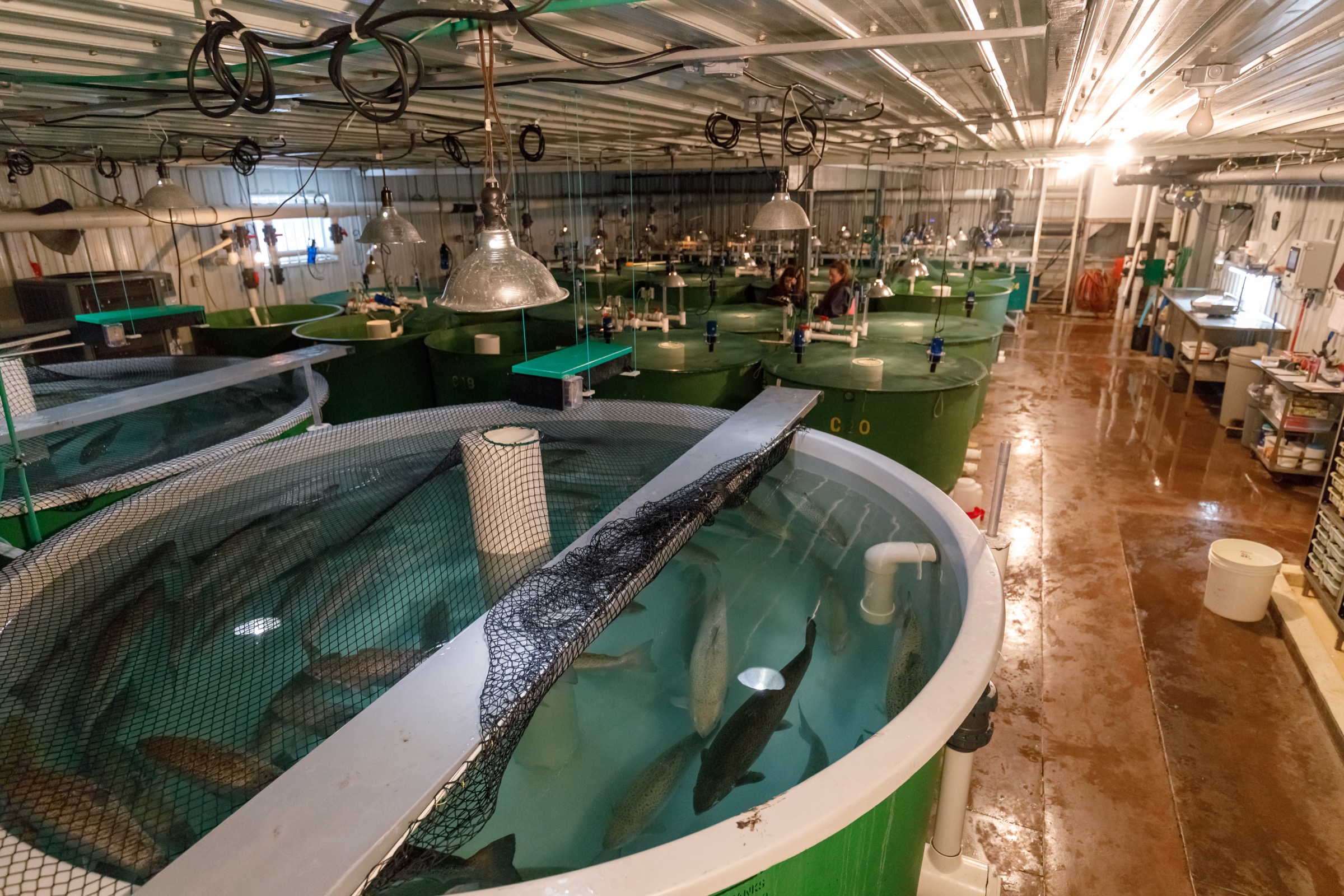 Market-sized, genetically modified salmon patrol the indoor tanks inside AquaBounty’s Prince Edward Island facility. Photograph by Stephen DesRoches