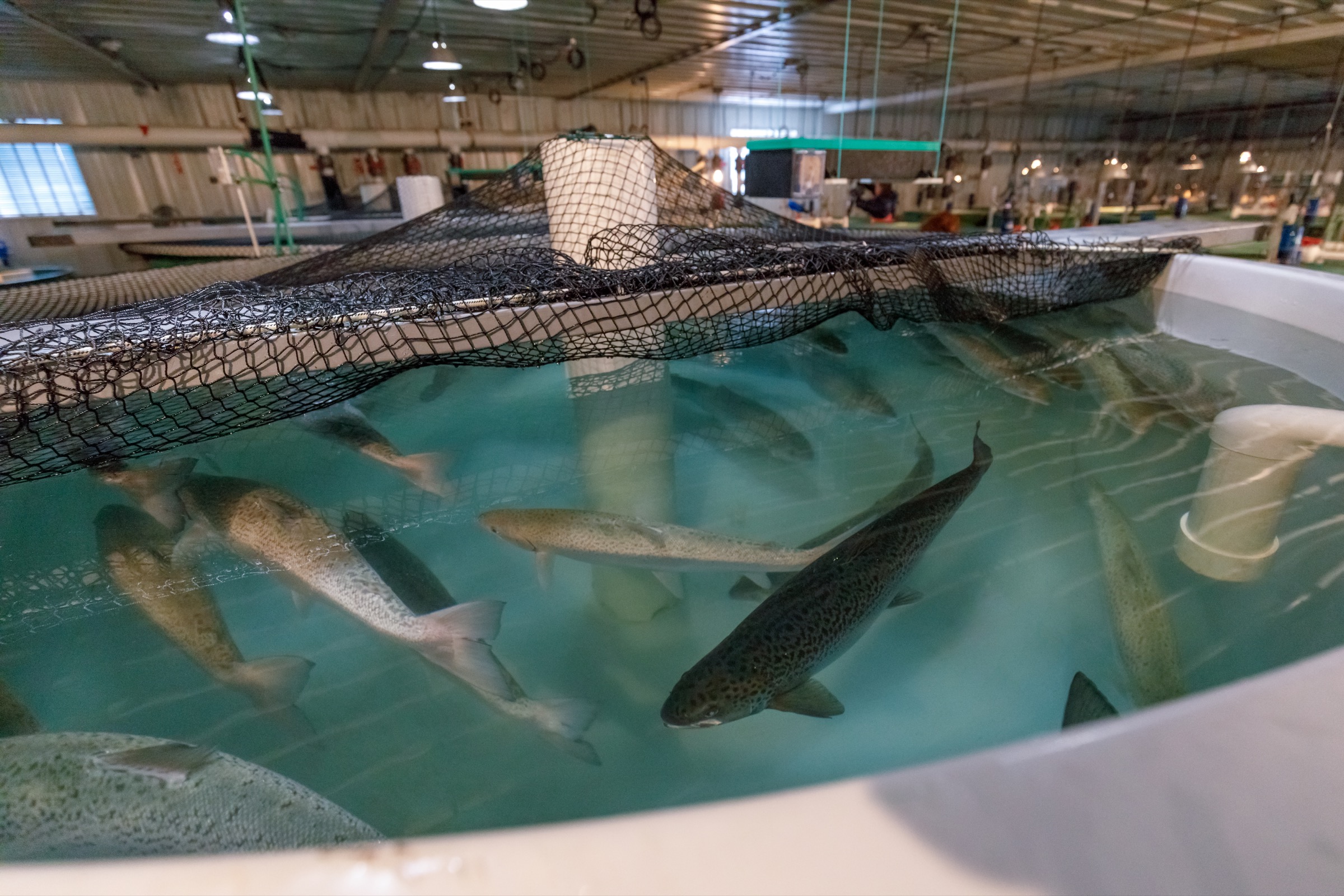Market-sized, genetically modified salmon patrol the indoor tanks inside AquaBounty’s Prince Edward Island hatchery. Photograph by Stephen DesRoches