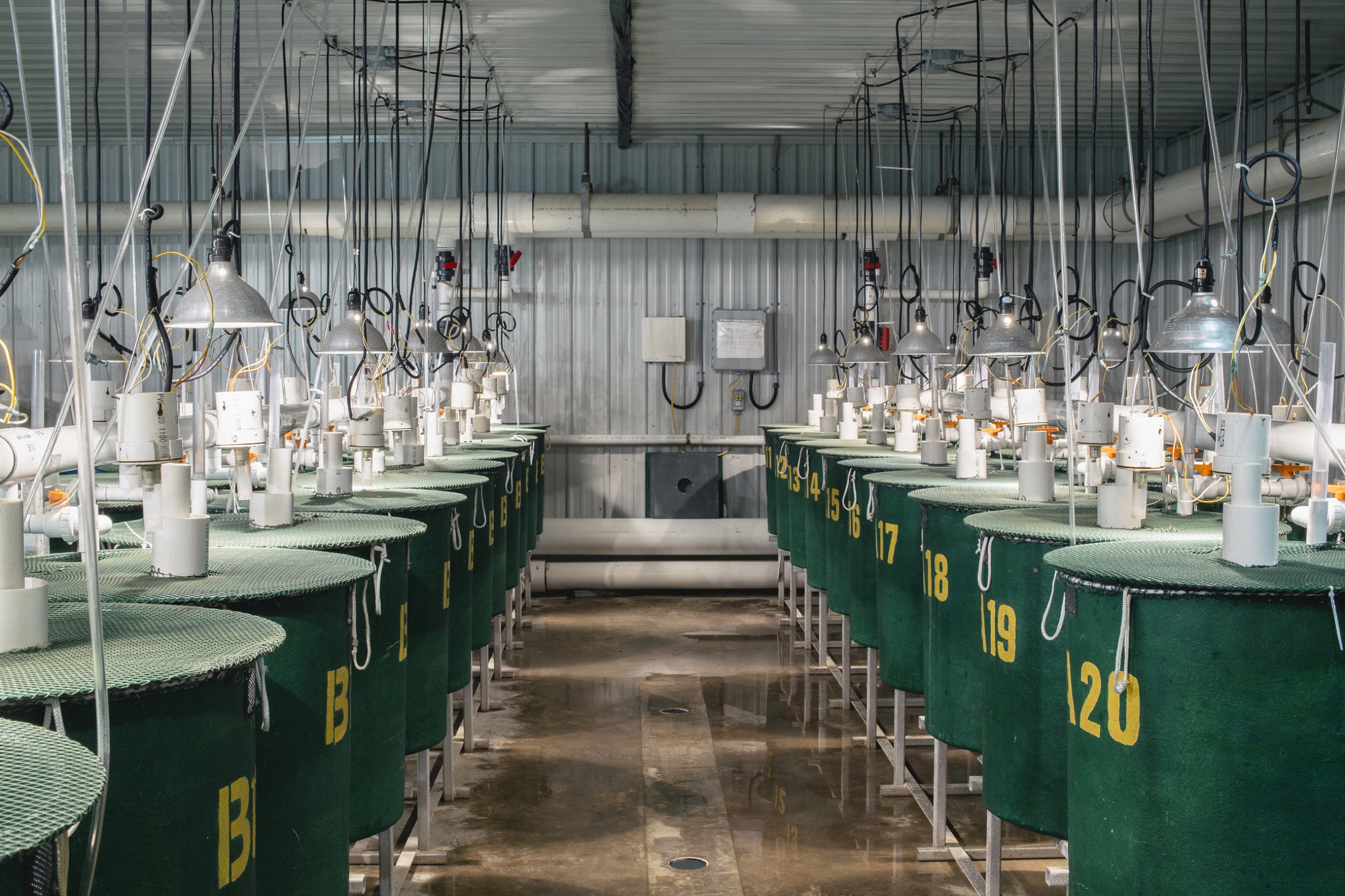 Young AquaBounty salmon spend their first weeks of life in these early grow-out tanks at the facility in Bay Fortune, Prince Edward Island. Photograph by Alexi Hobbs/AquaBounty