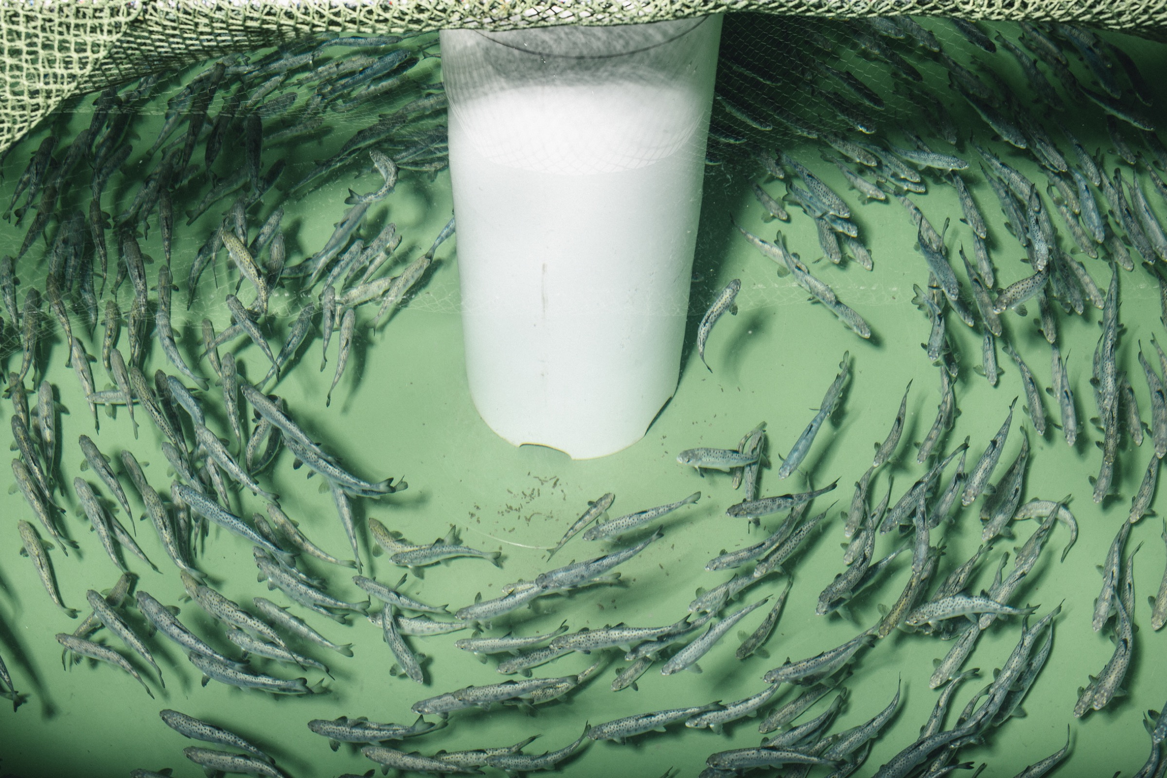 Genetically engineered salmon grow up fast inside the AquaBounty facility on Prince Edward Island—Photograph by Alexi Hobbs/AquaBounty