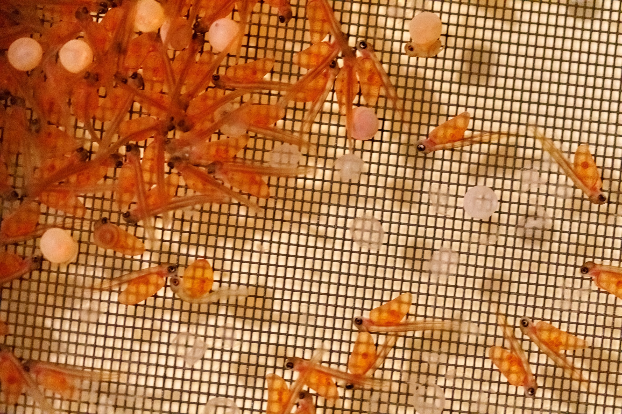 Hatched Atlantic salmon (Salmo salar) fry with their yolk sacs still visible. The yolk sacs provide nutrients to the young fish as they develop. Photograph by Stephen DesRoches