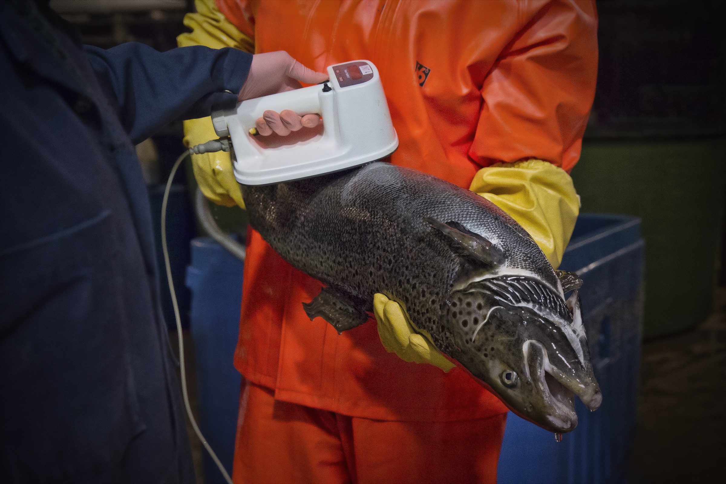 AquaBounty technicians scan an adult salmon for the microchip inside that identifies the fish and its age. Photograph courtesy of AquaBounty